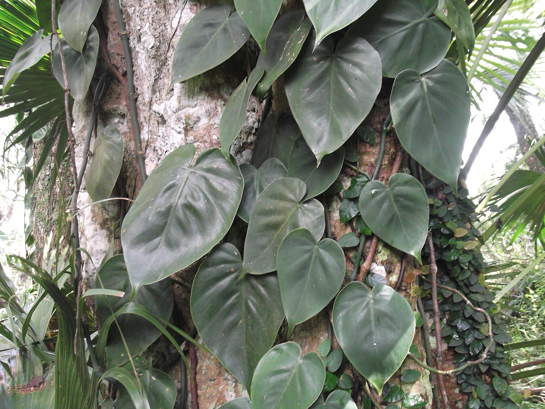Heartleaf Philodendron — photo 20