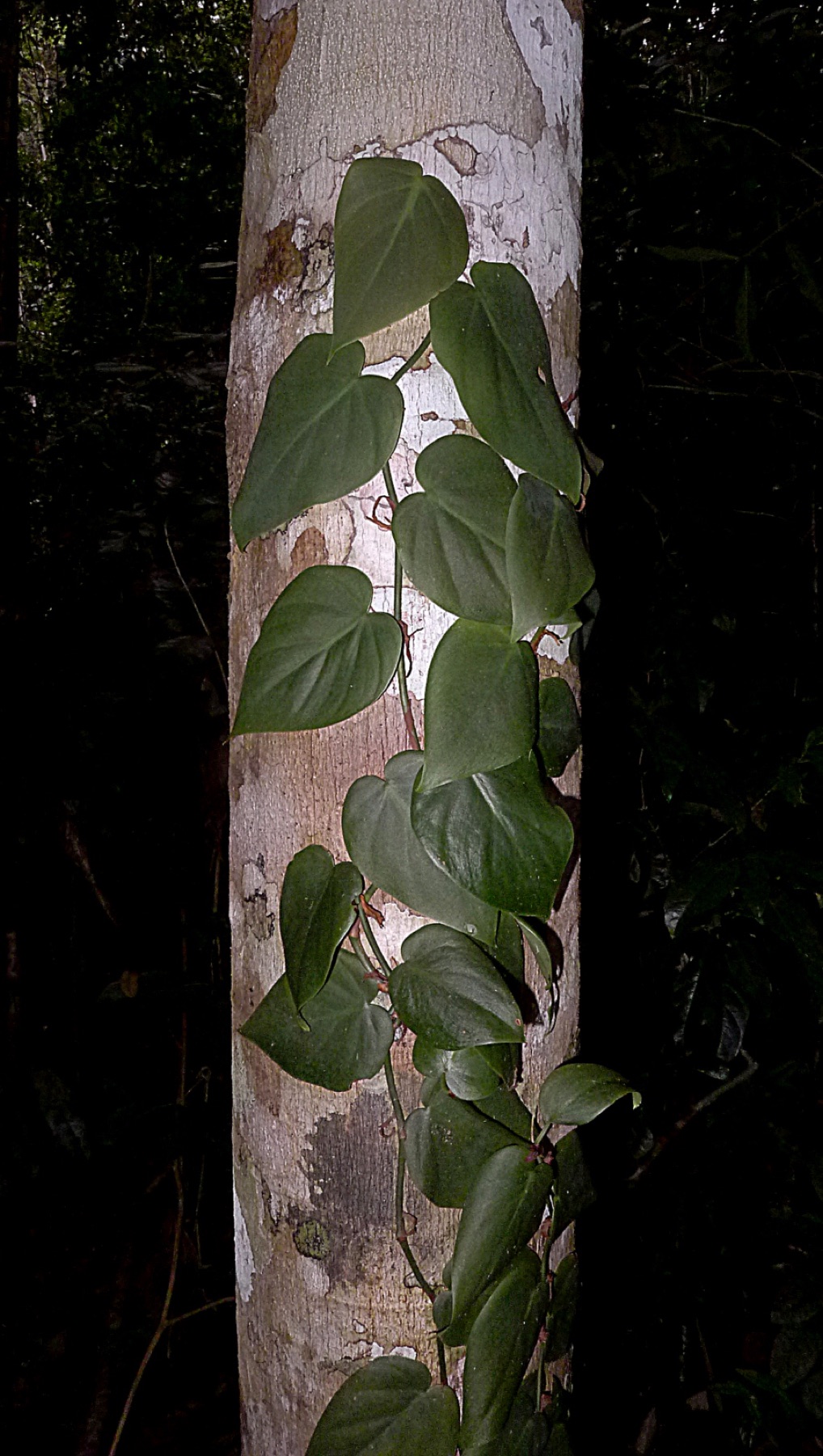 Heartleaf Philodendron — photo 21