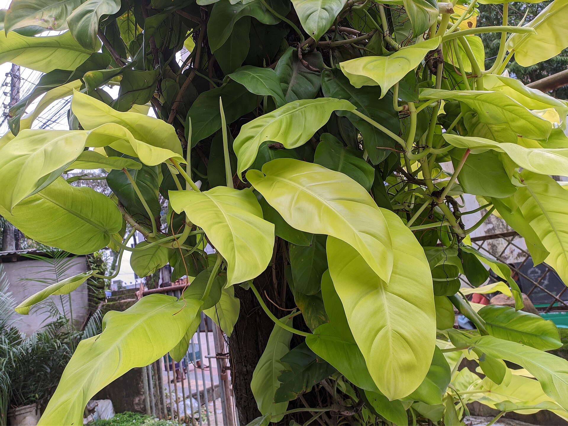 Heartleaf Philodendron — photo 24