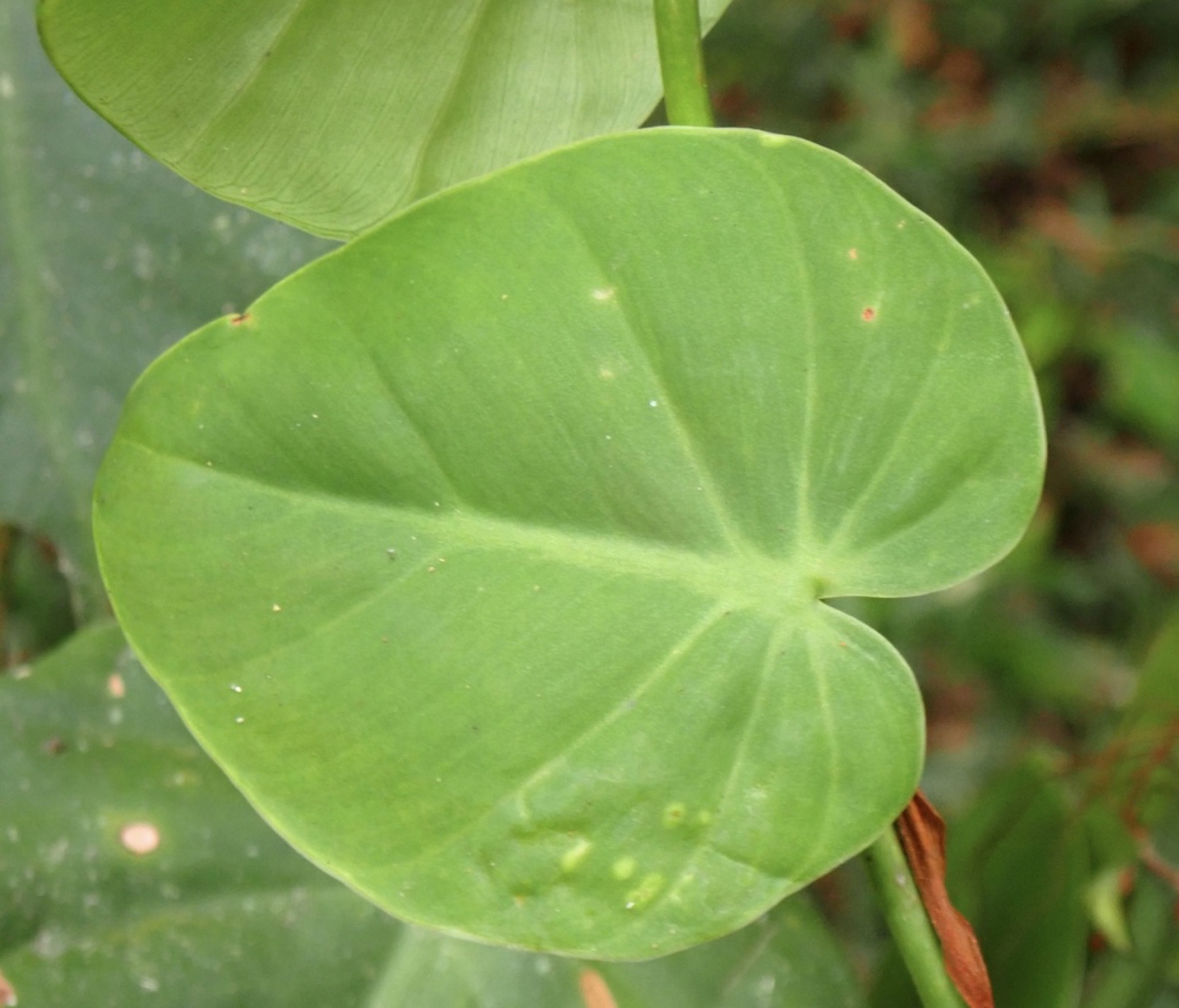 Heartleaf Philodendron — photo 3