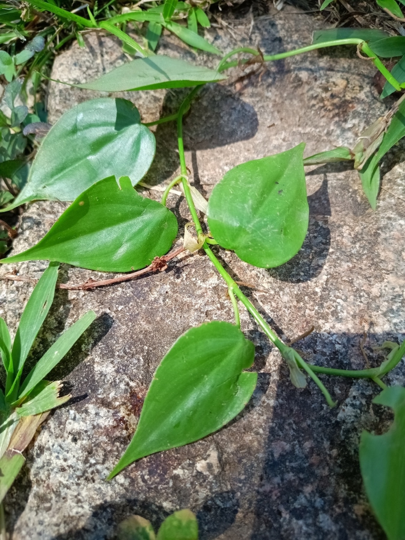 Heartleaf Philodendron — photo 4