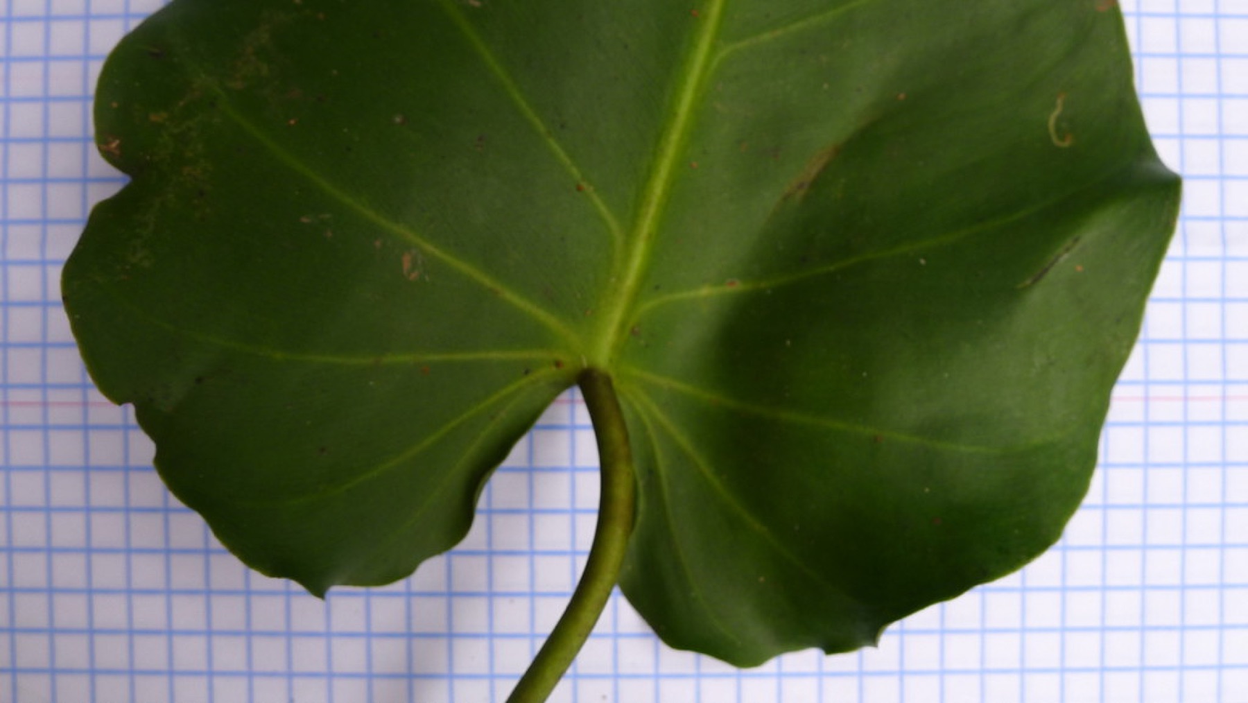Heartleaf Philodendron — photo 5