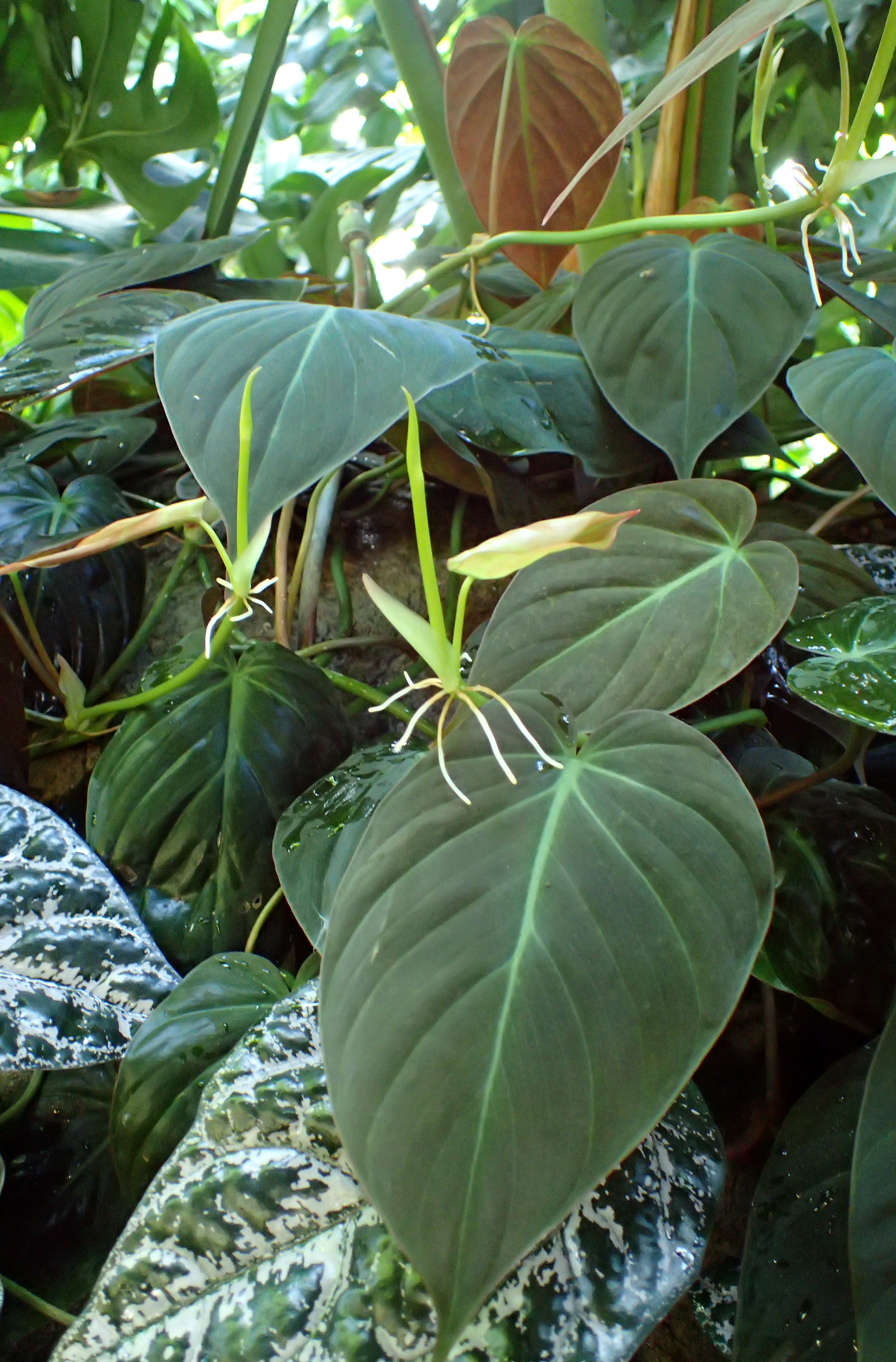 Heartleaf Philodendron — photo 22