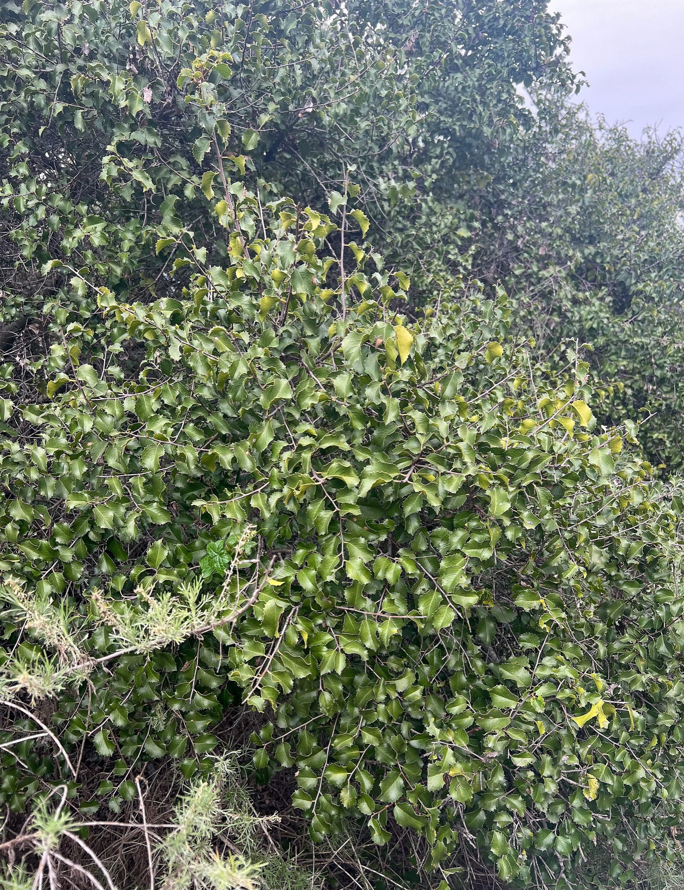 Hollyleaf Cherry — photo 6
