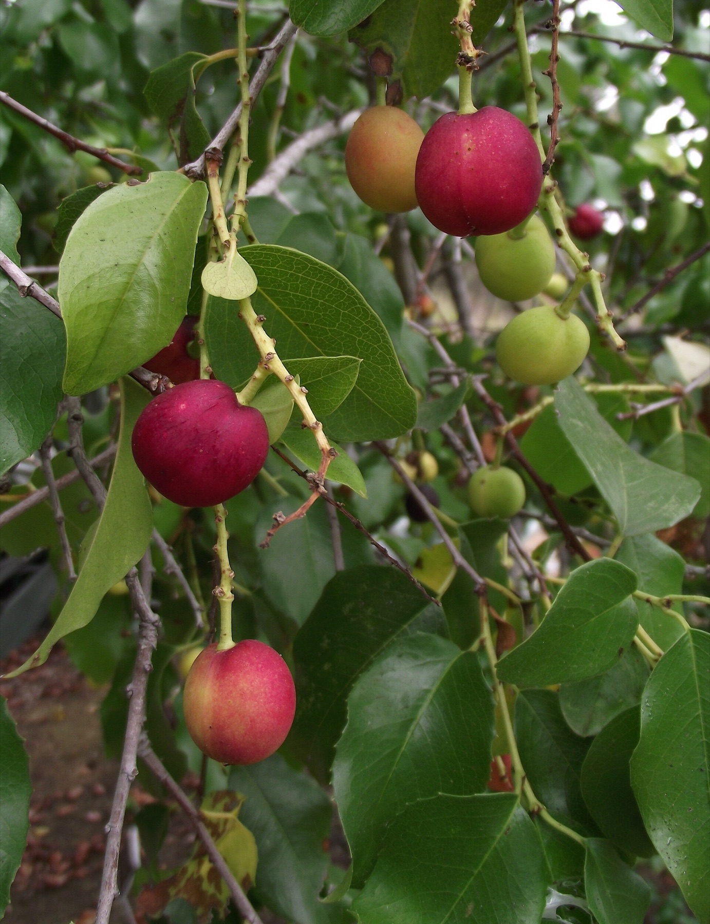 Hollyleaf Cherry — photo 7