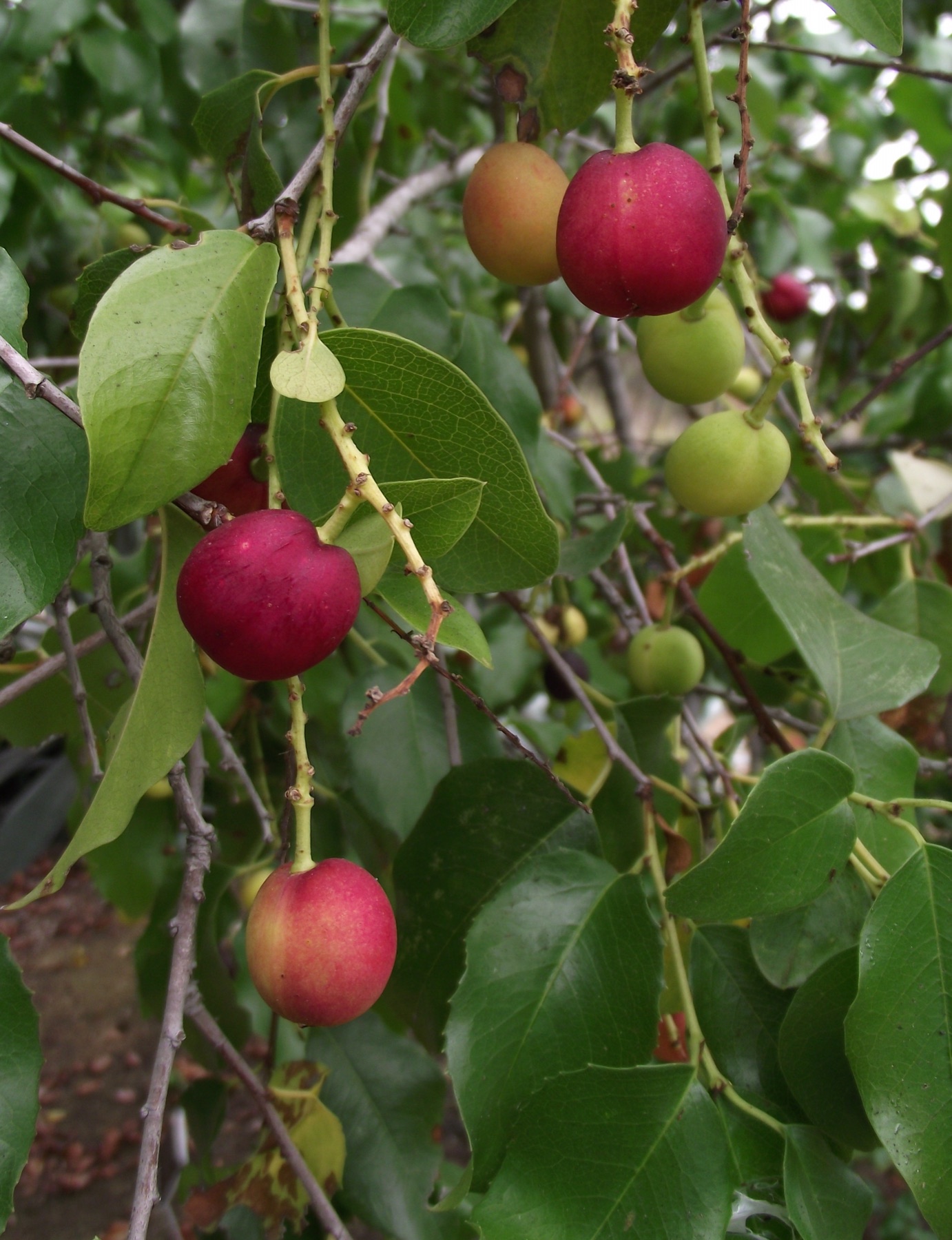 Hollyleaf Cherry — photo 8