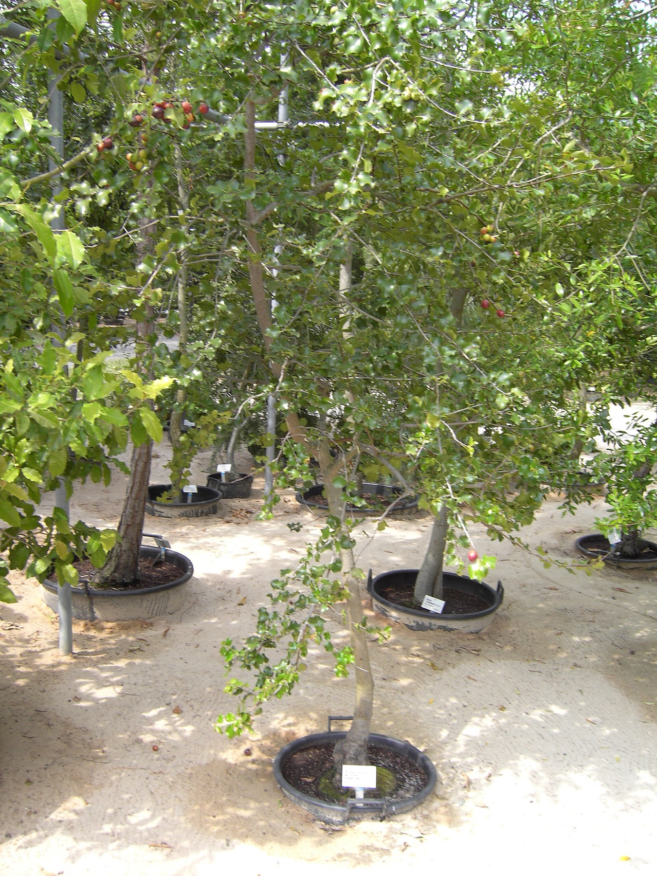 Hollyleaf Cherry — photo 9