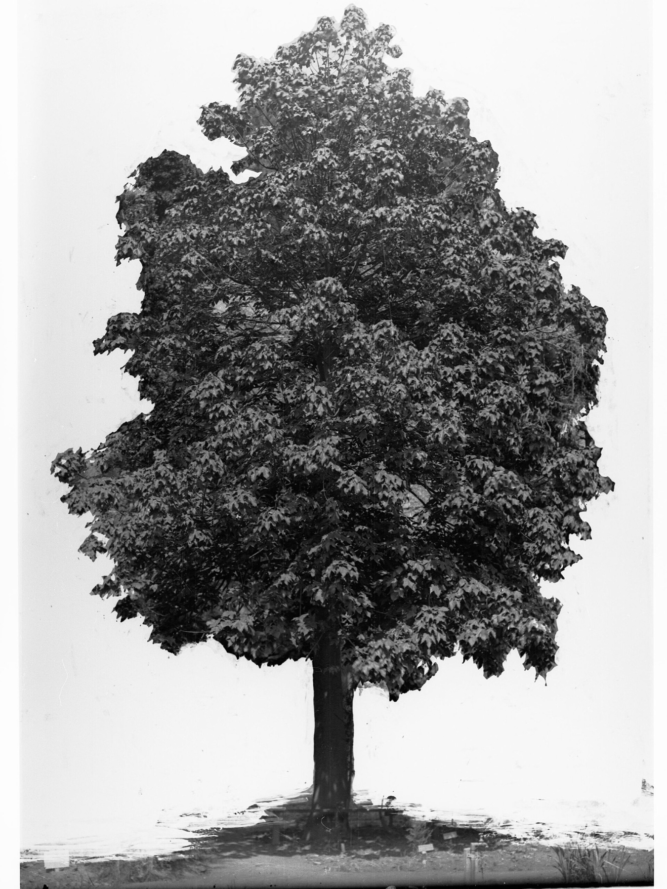 Hollyleaf Cherry — photo 10