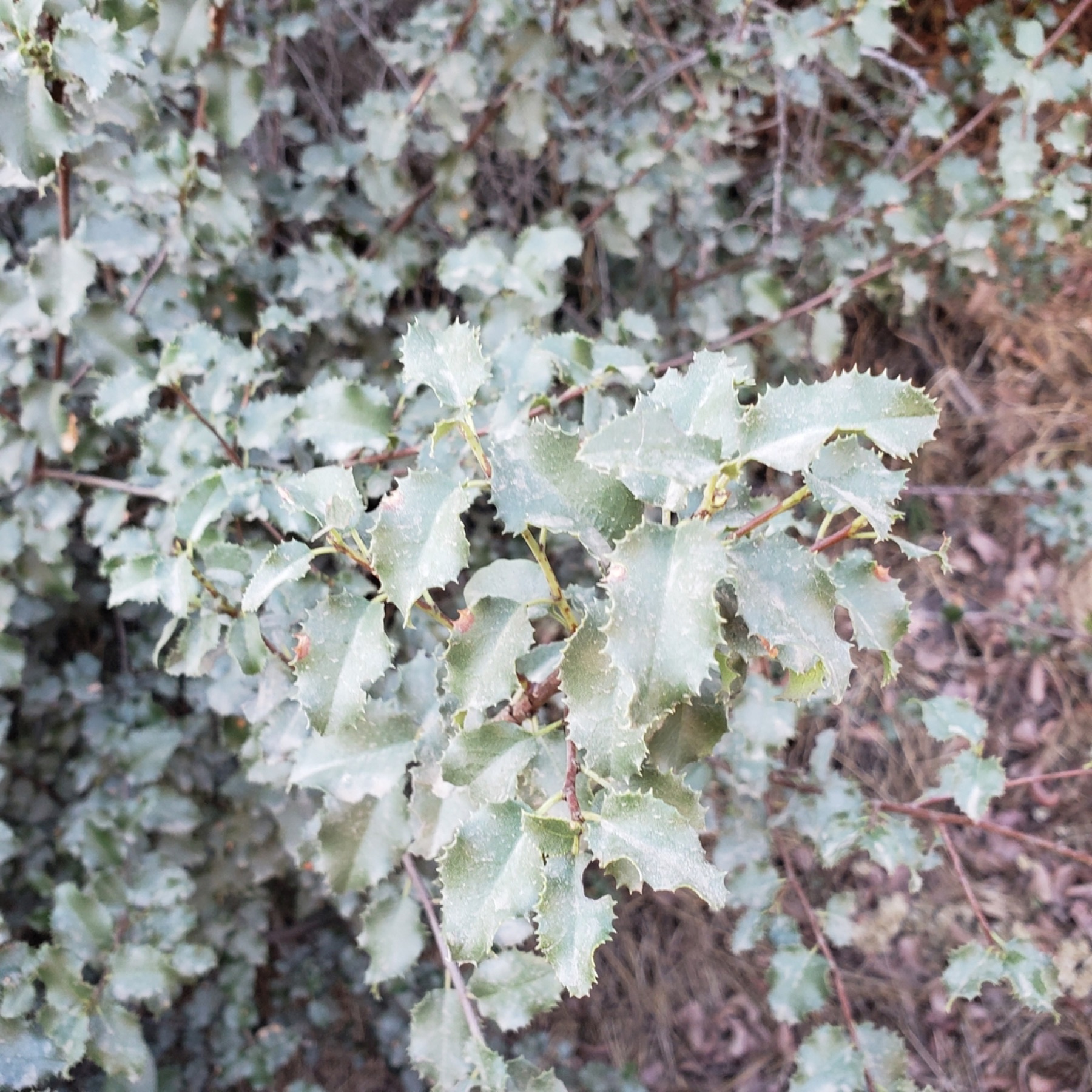 Hollyleaf Cherry — photo 11