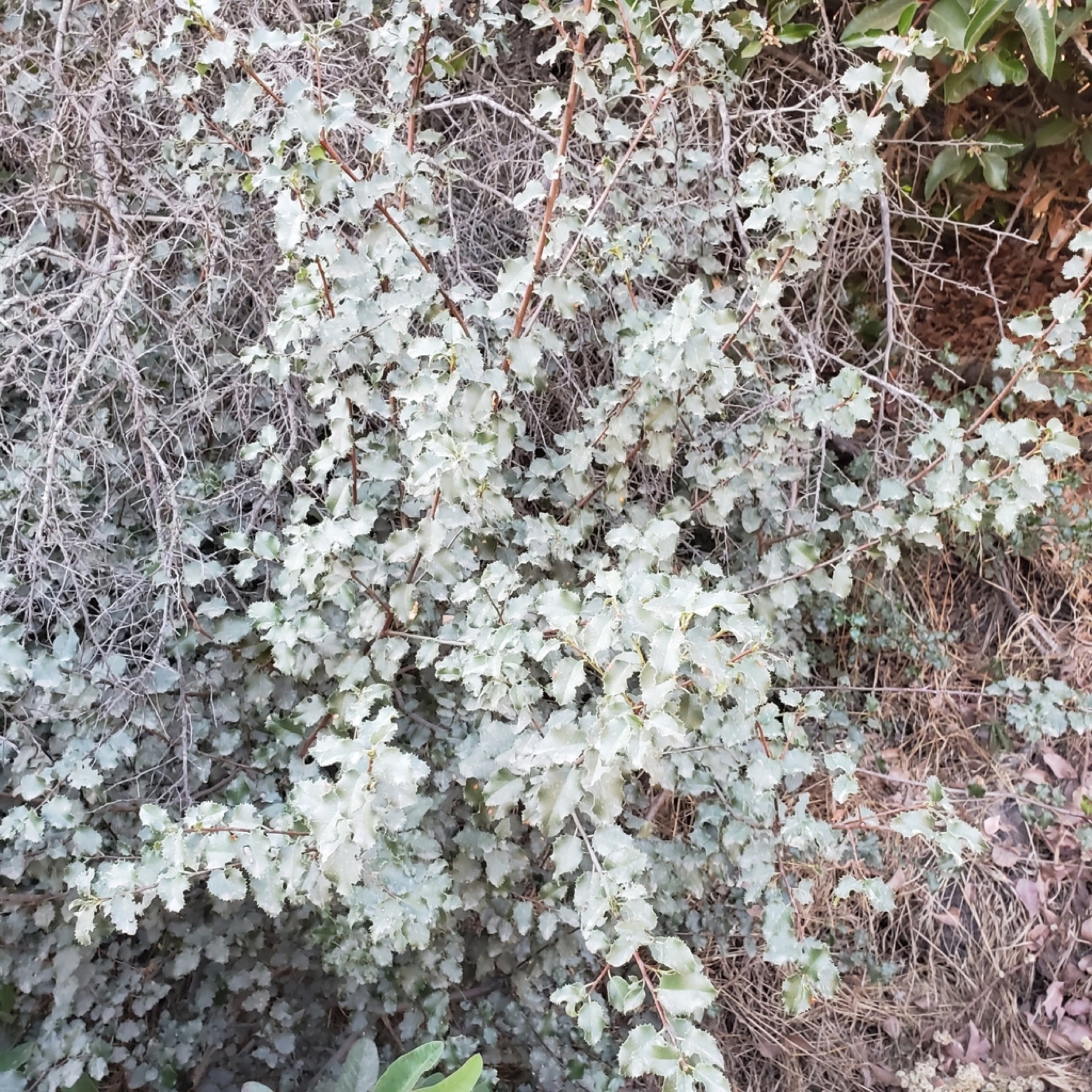 Hollyleaf Cherry — photo 12