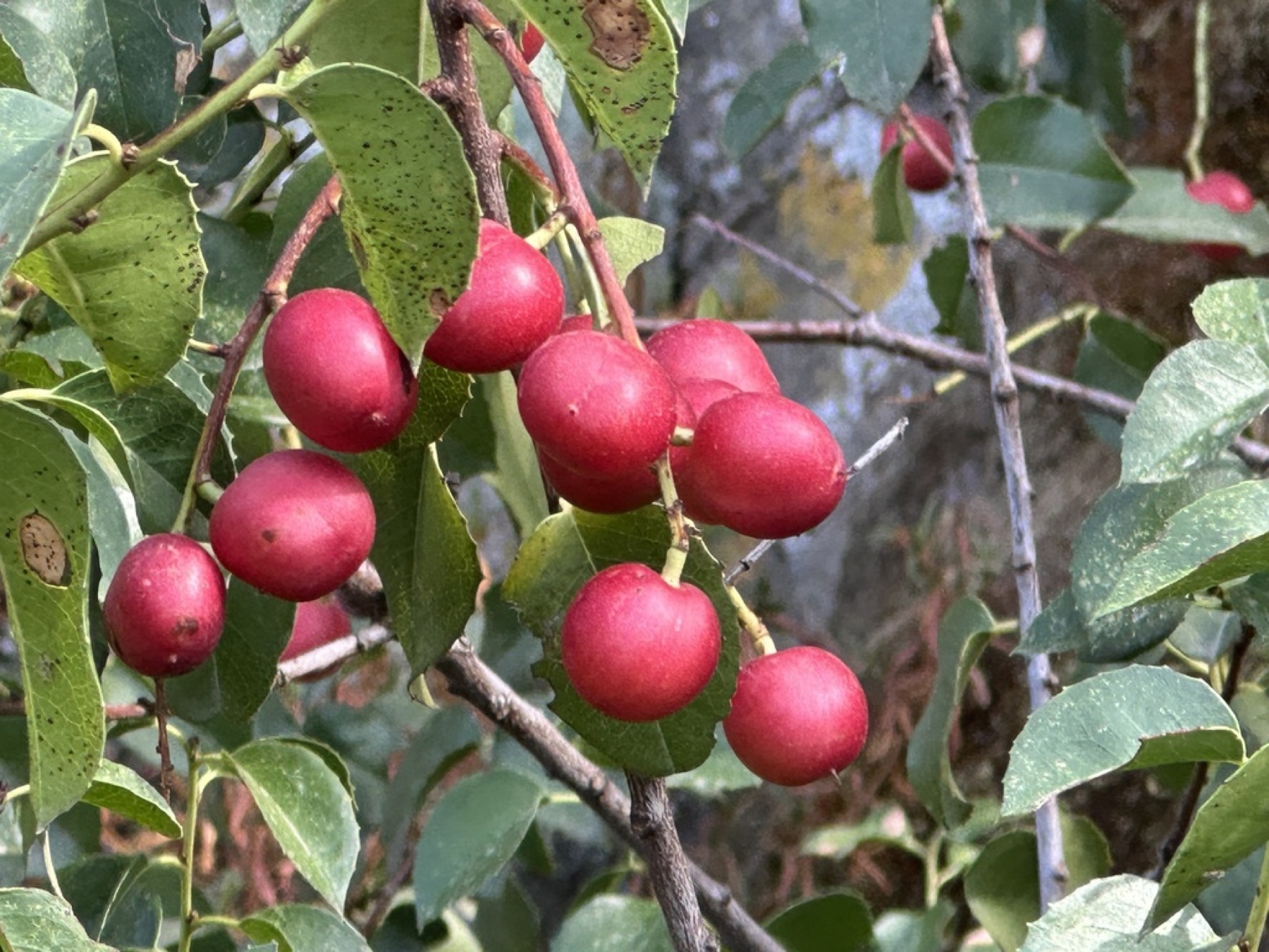 Hollyleaf Cherry — photo 13