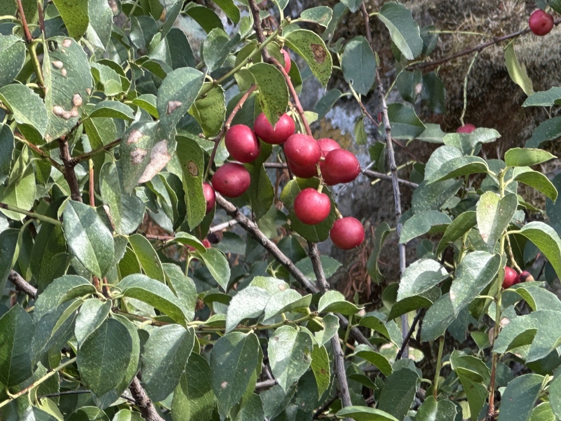 Hollyleaf Cherry — photo 14