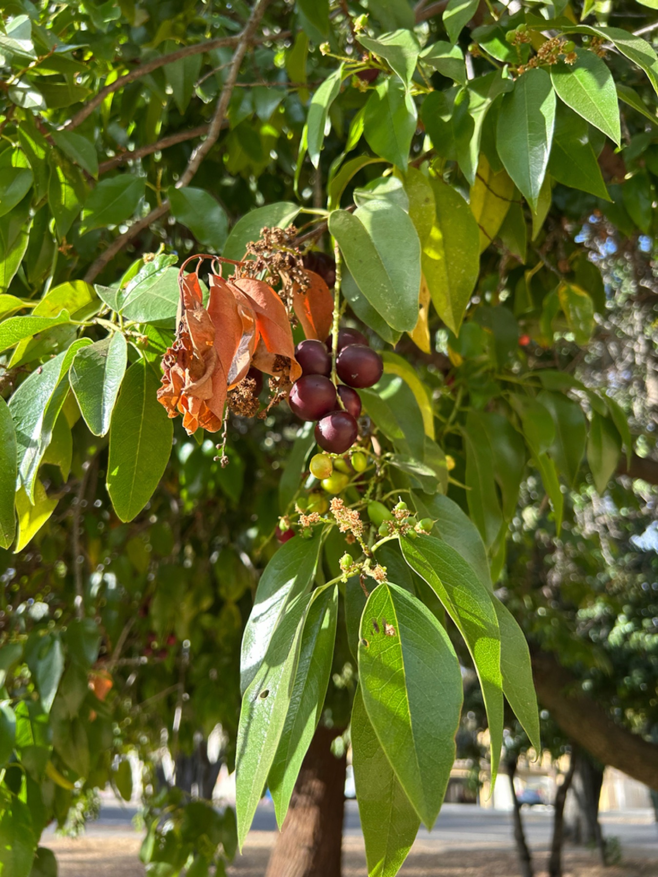Hollyleaf Cherry — photo 15