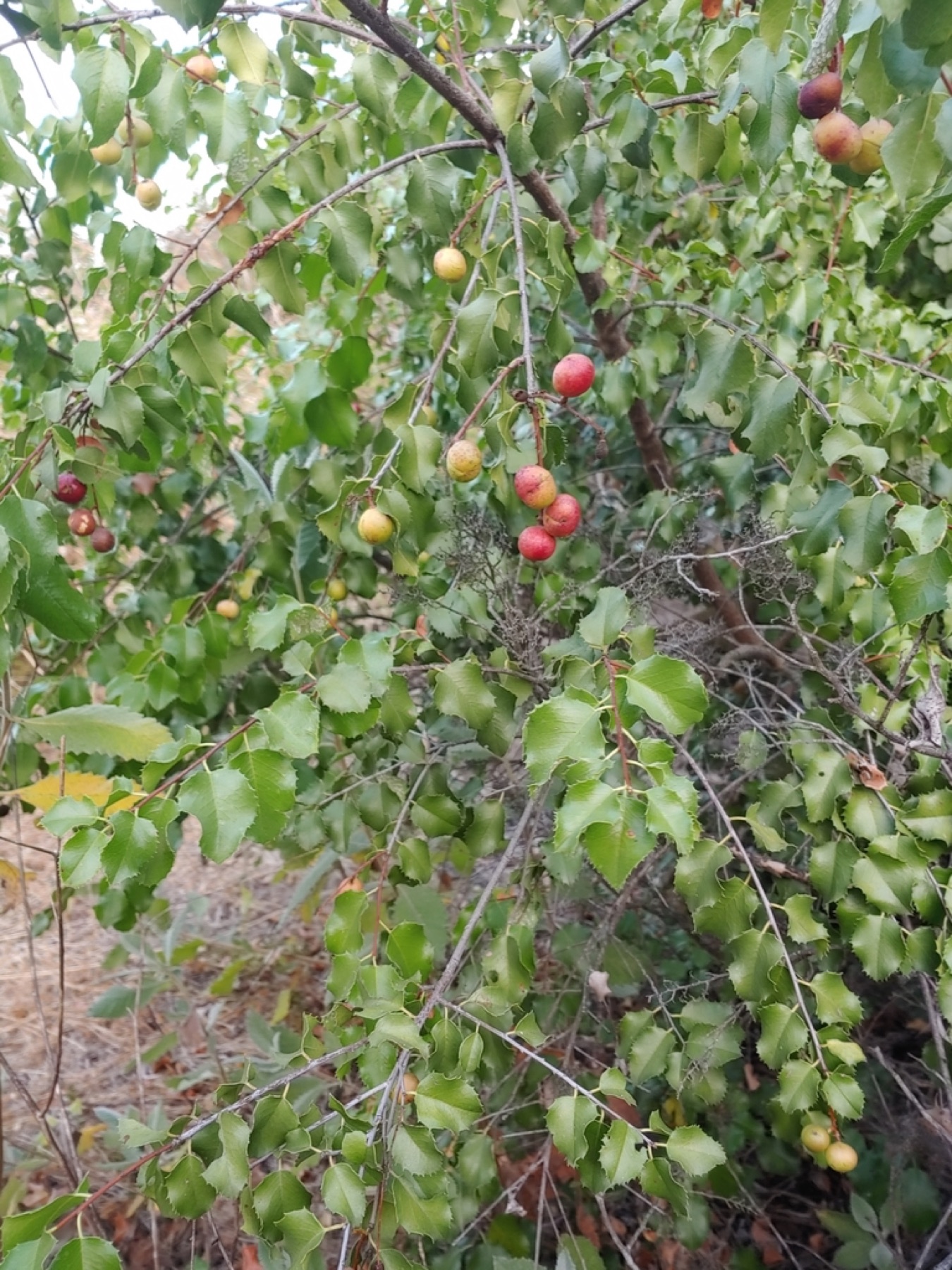Hollyleaf Cherry — photo 16