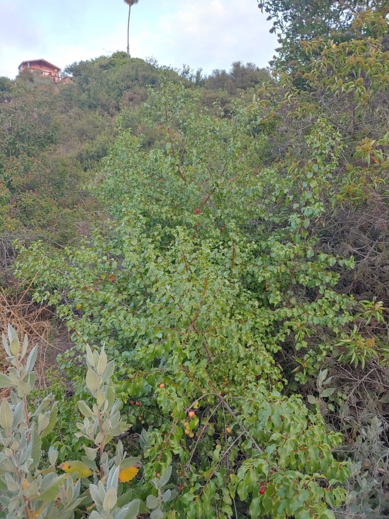 Hollyleaf Cherry — photo 17