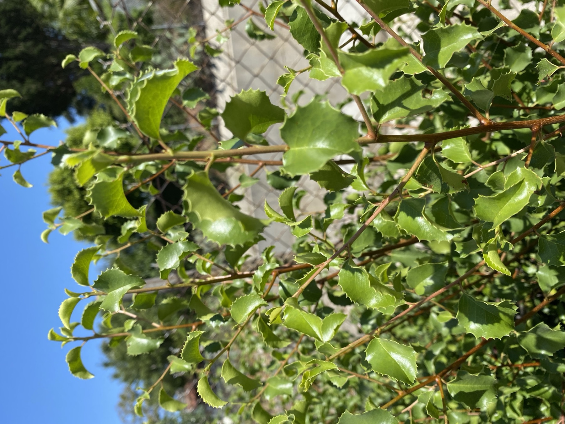 Hollyleaf Cherry — photo 19