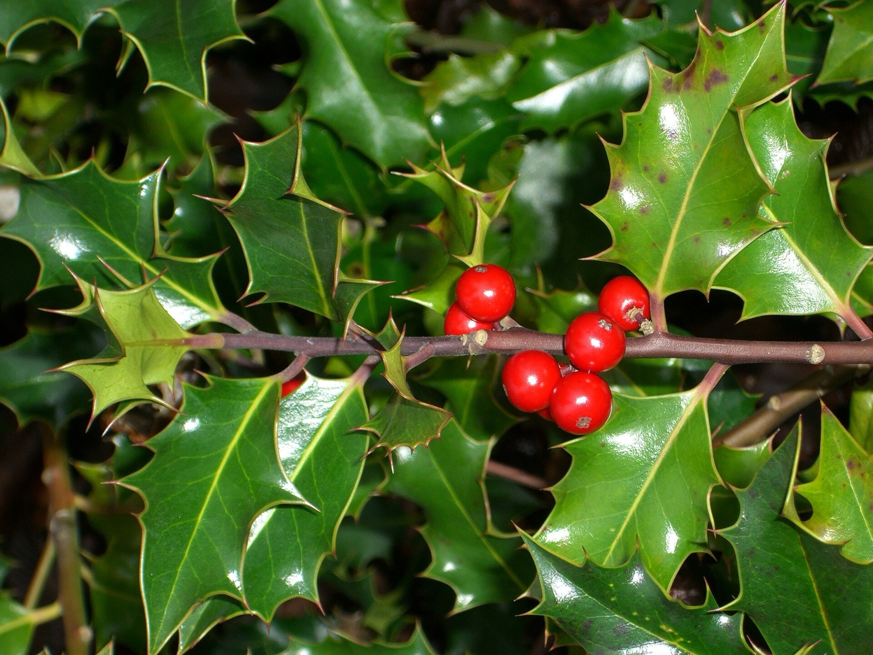 Hollyleaf Cherry — photo 20