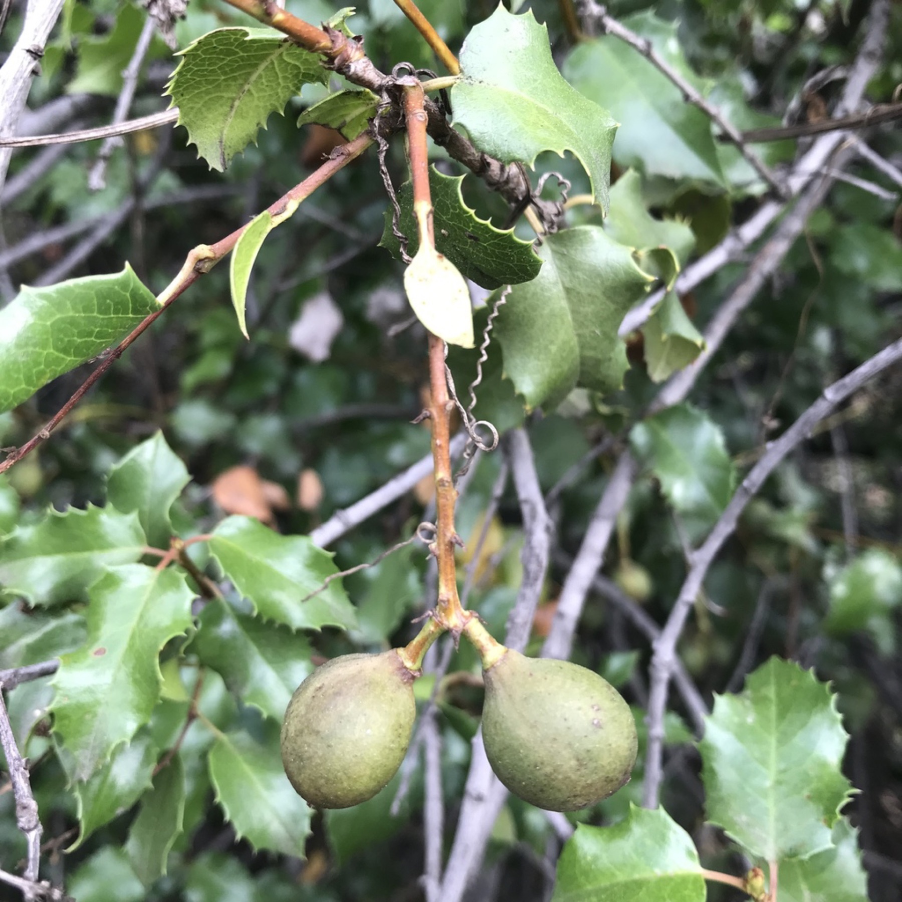 Hollyleaf Cherry — photo 21
