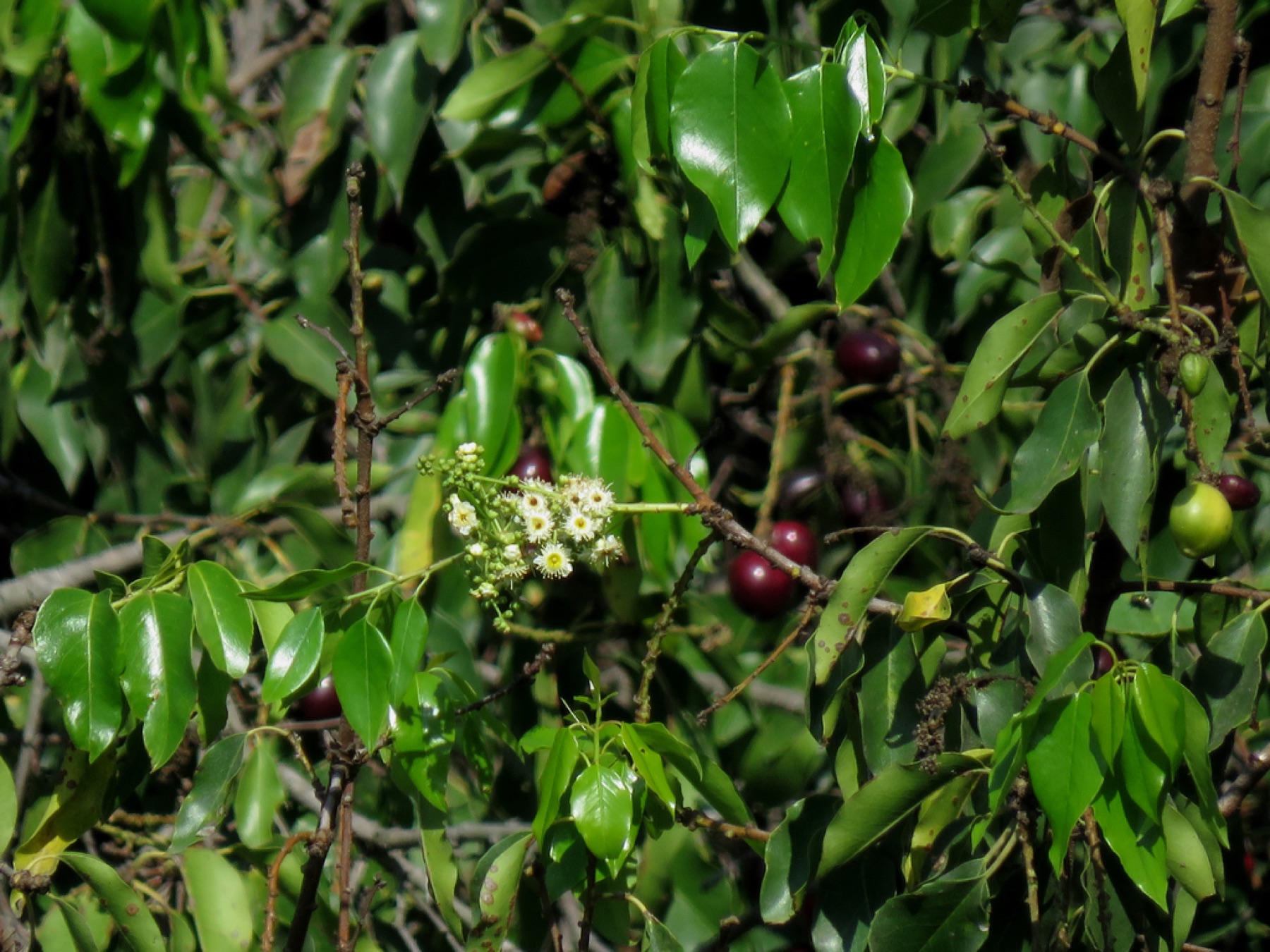 Hollyleaf Cherry — photo 22