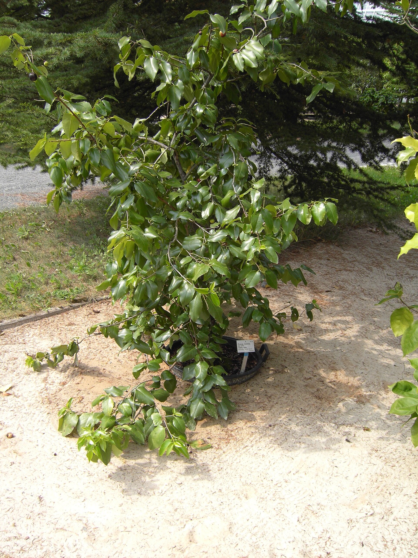Hollyleaf Cherry — photo 23