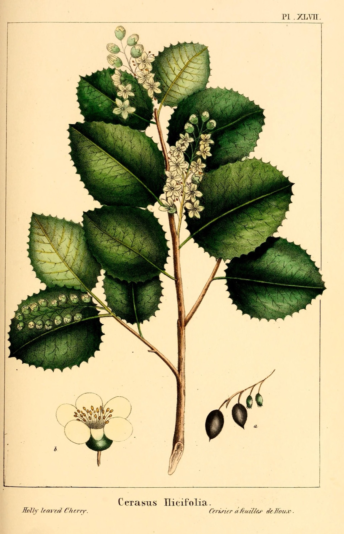 Hollyleaf Cherry — photo 24