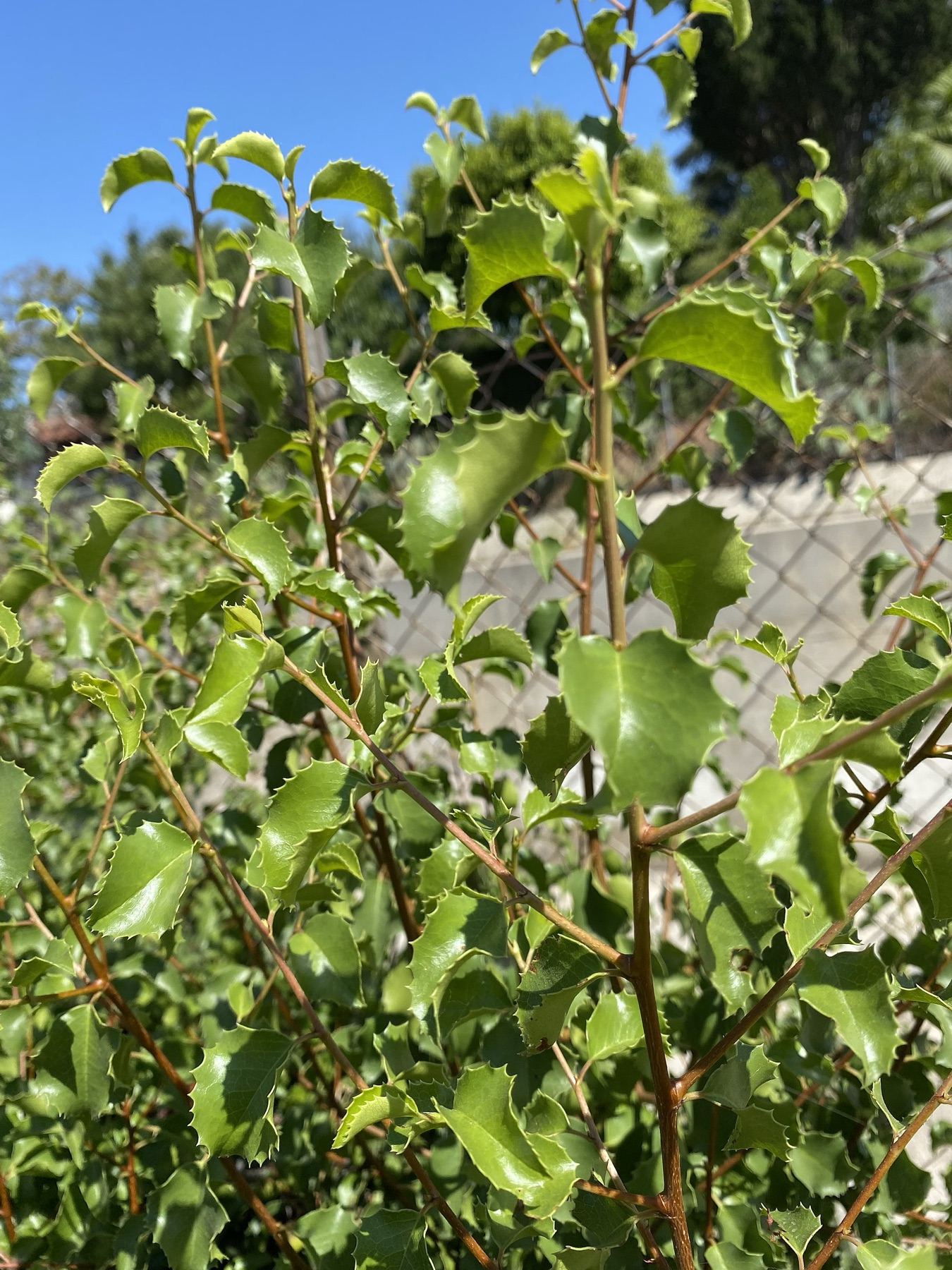 Hollyleaf Cherry — photo 2