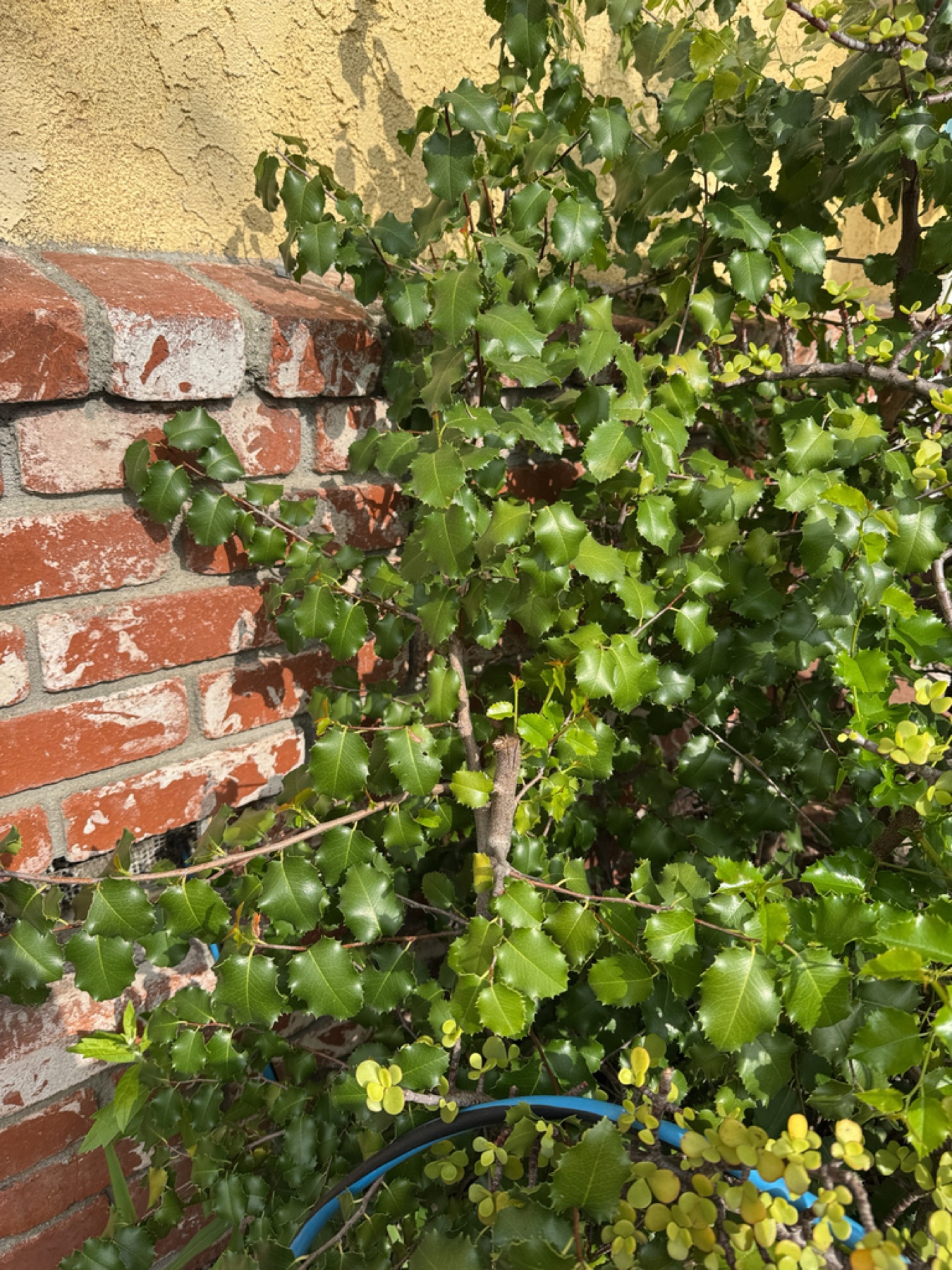 Hollyleaf Cherry — photo 3