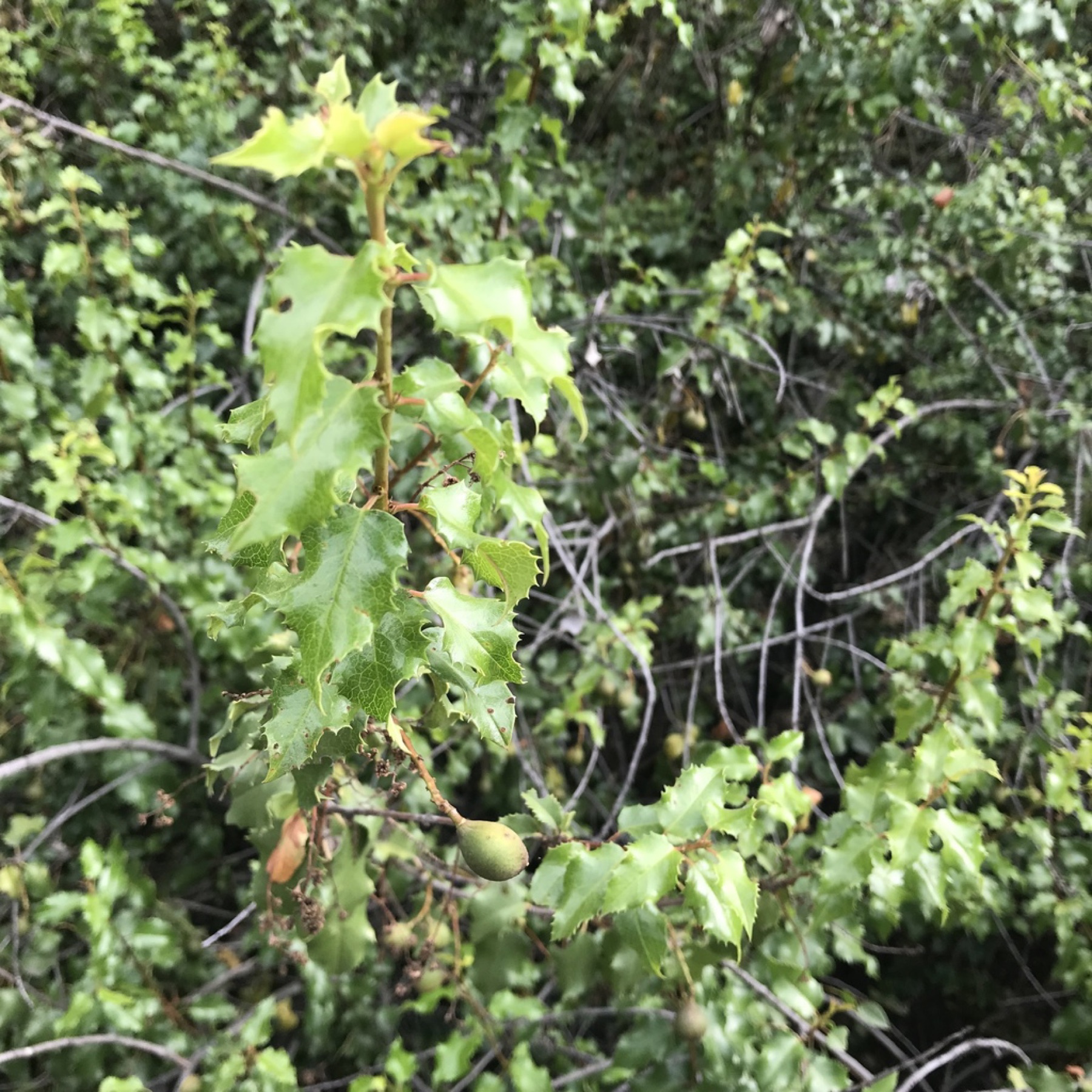 Hollyleaf Cherry — photo 4