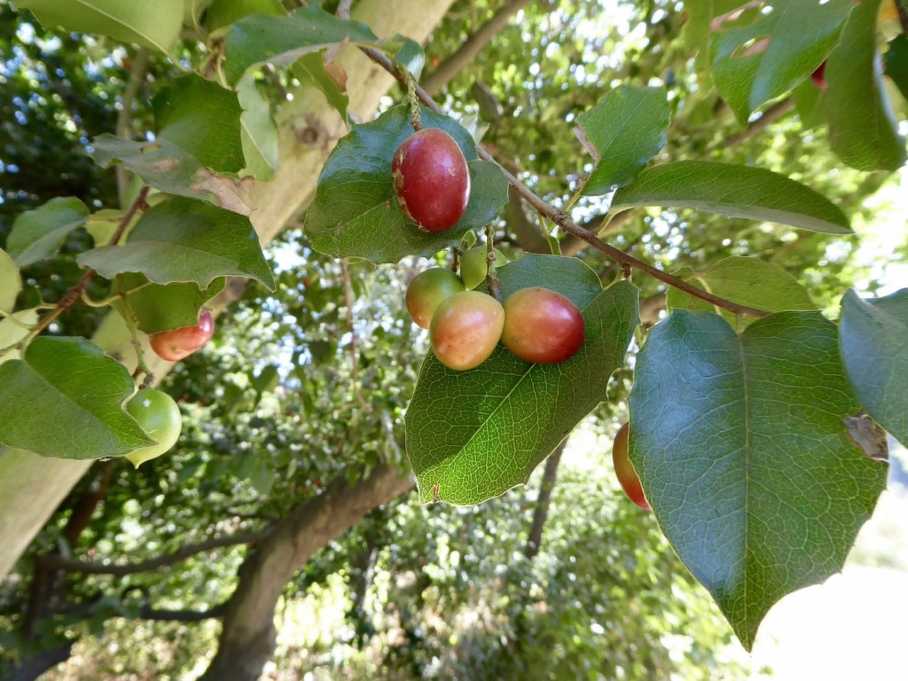 Hollyleaf Cherry — photo 5