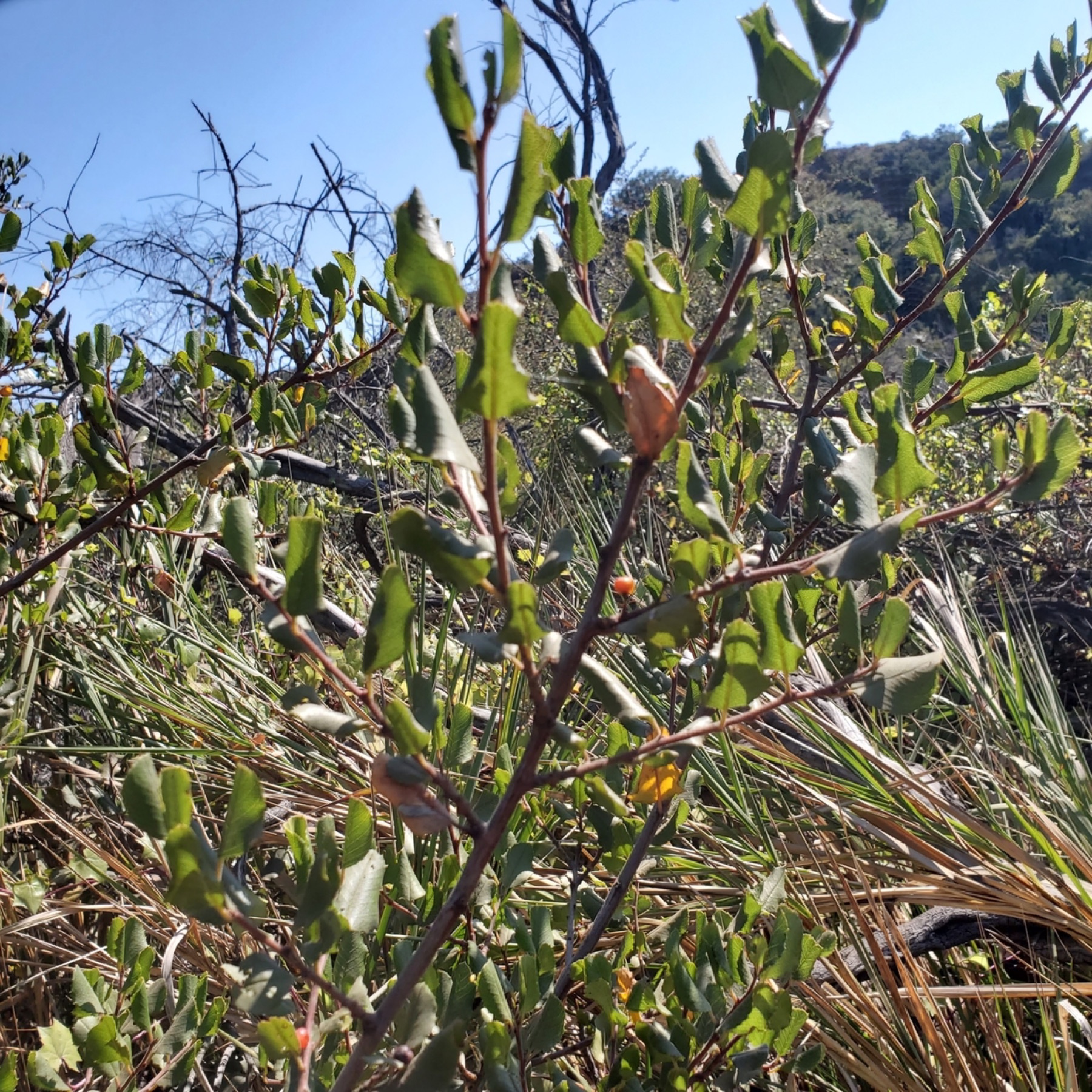 Hollyleaf Redberry — photo 6