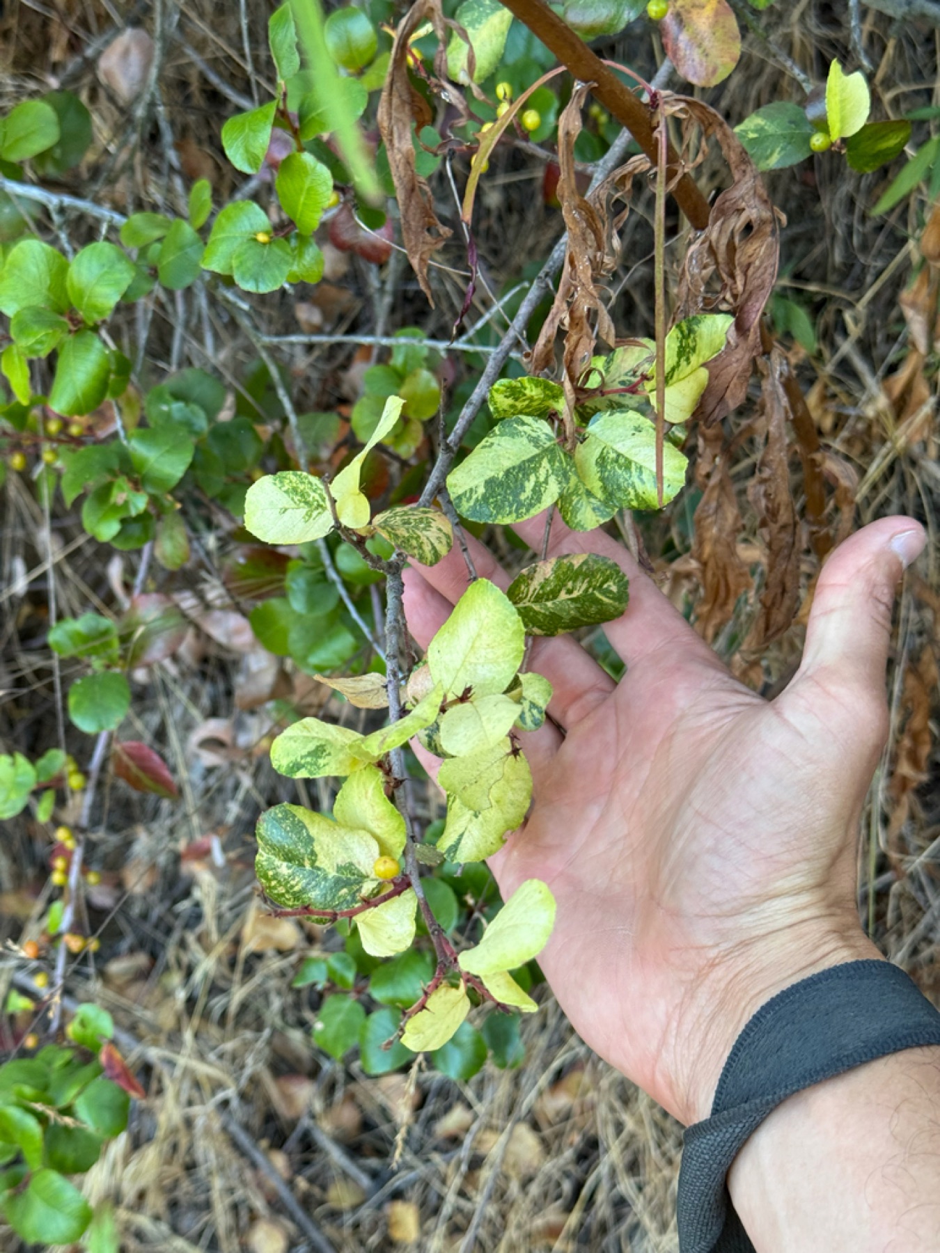 Hollyleaf Redberry — photo 7