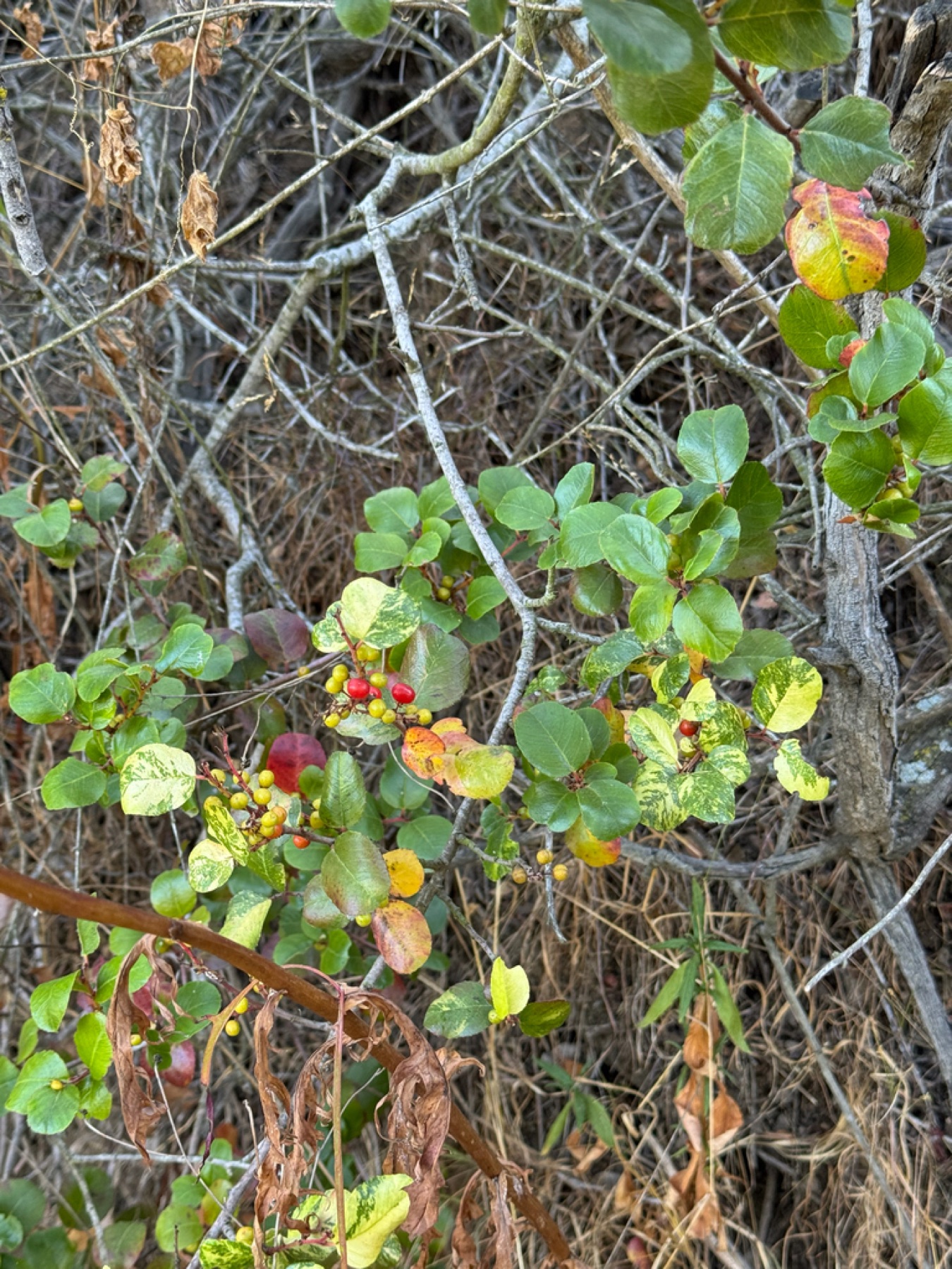 Hollyleaf Redberry — photo 8