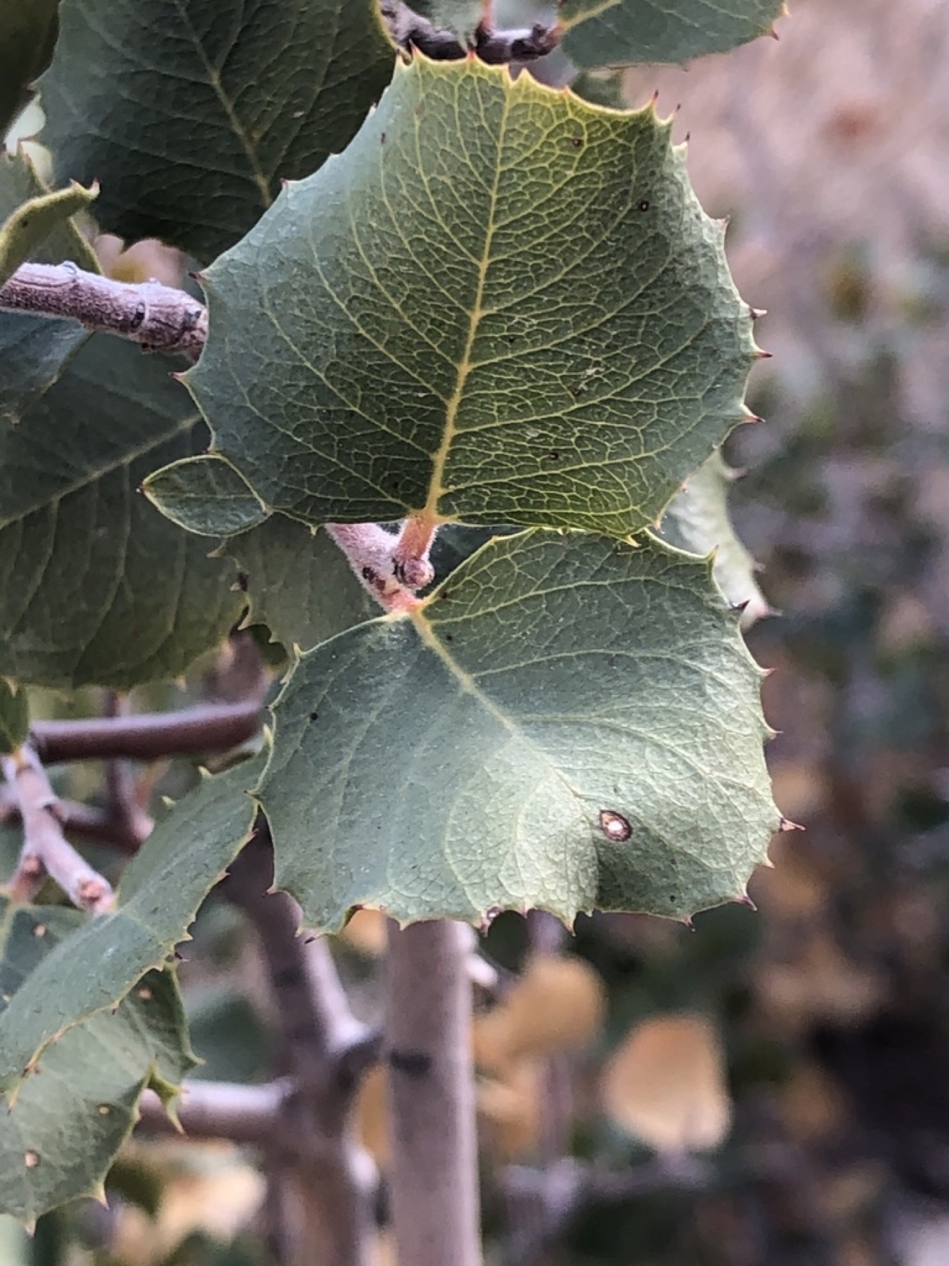 Hollyleaf Redberry — photo 9