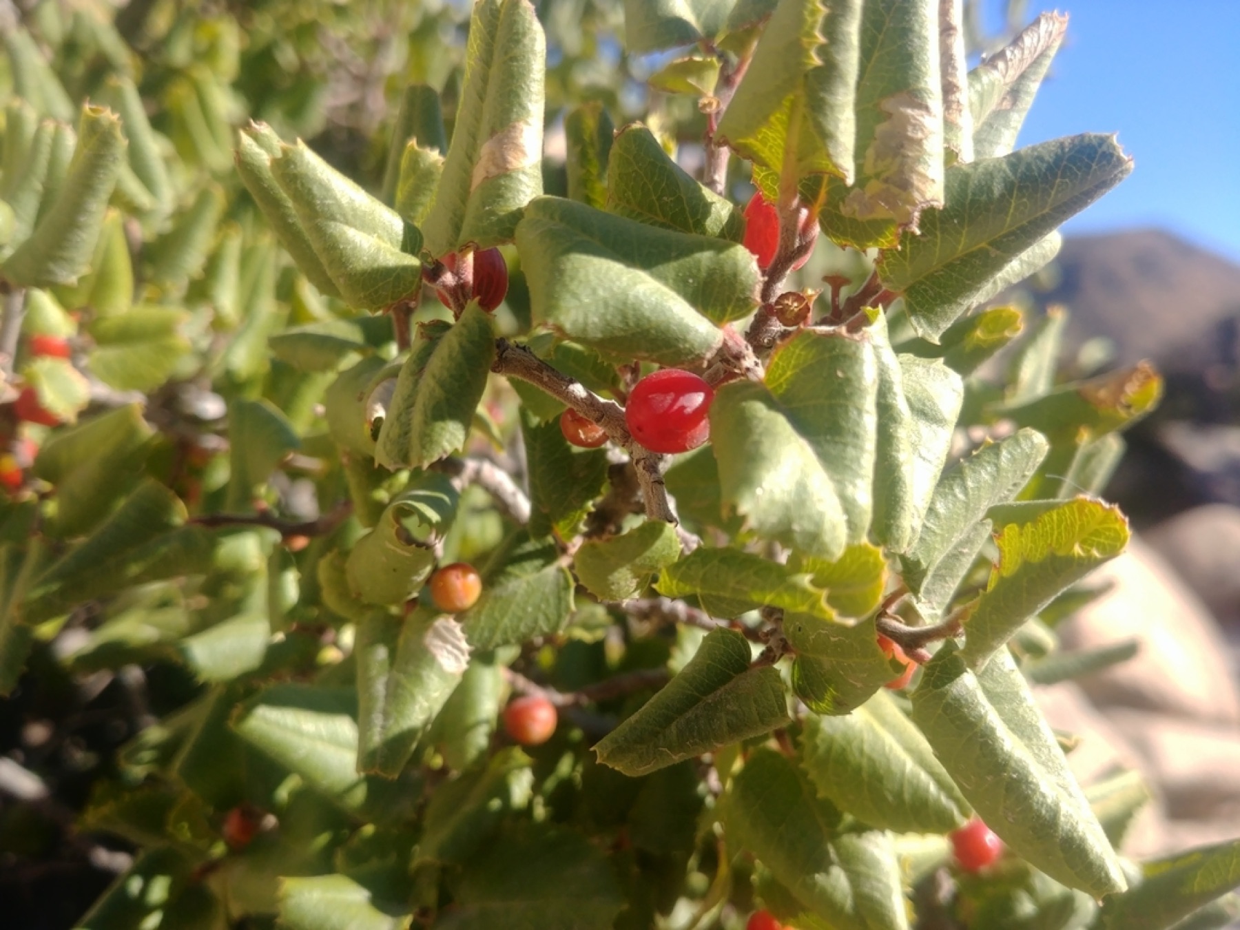 Hollyleaf Redberry — photo 11