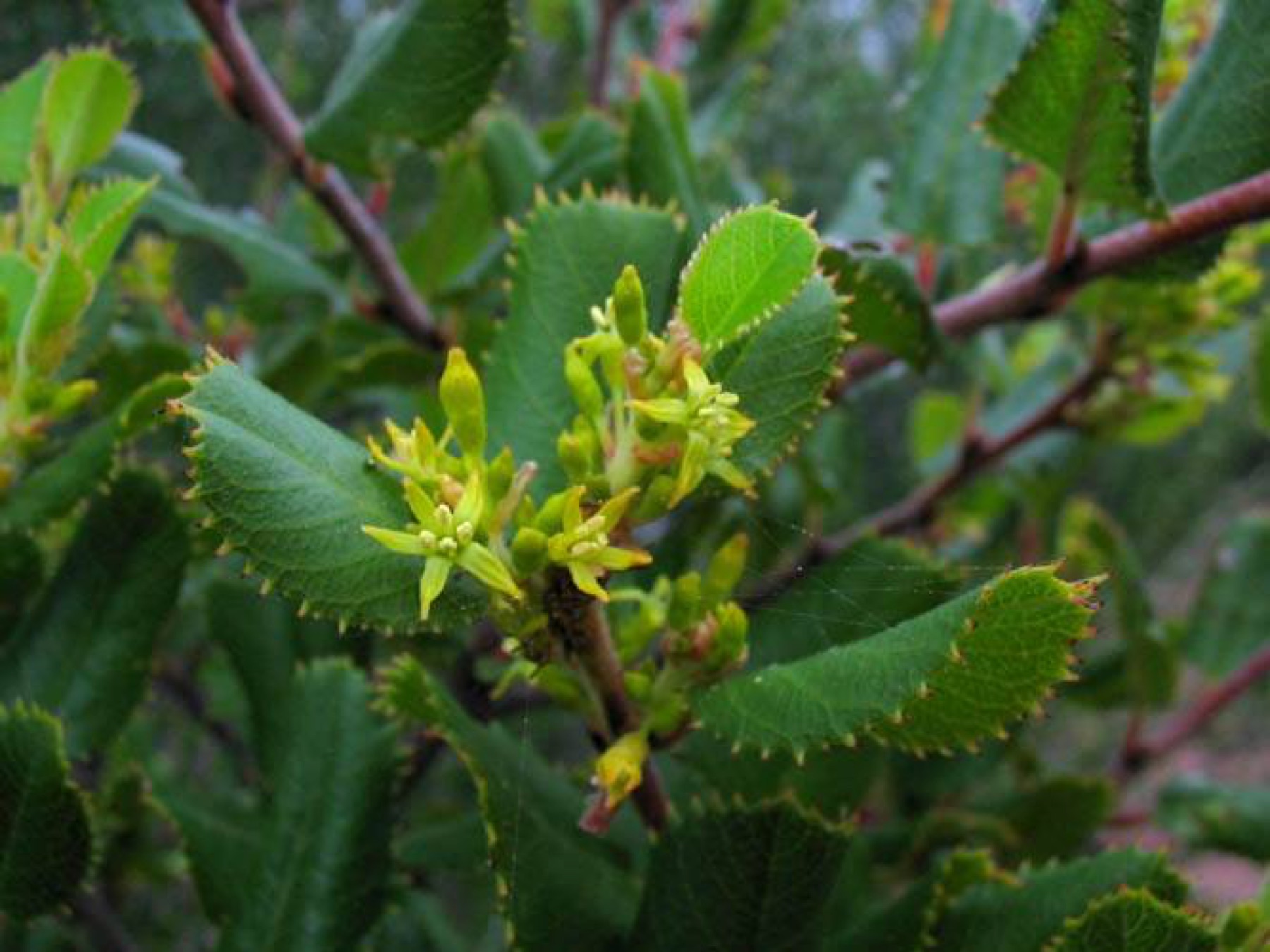 Hollyleaf Redberry — photo 12