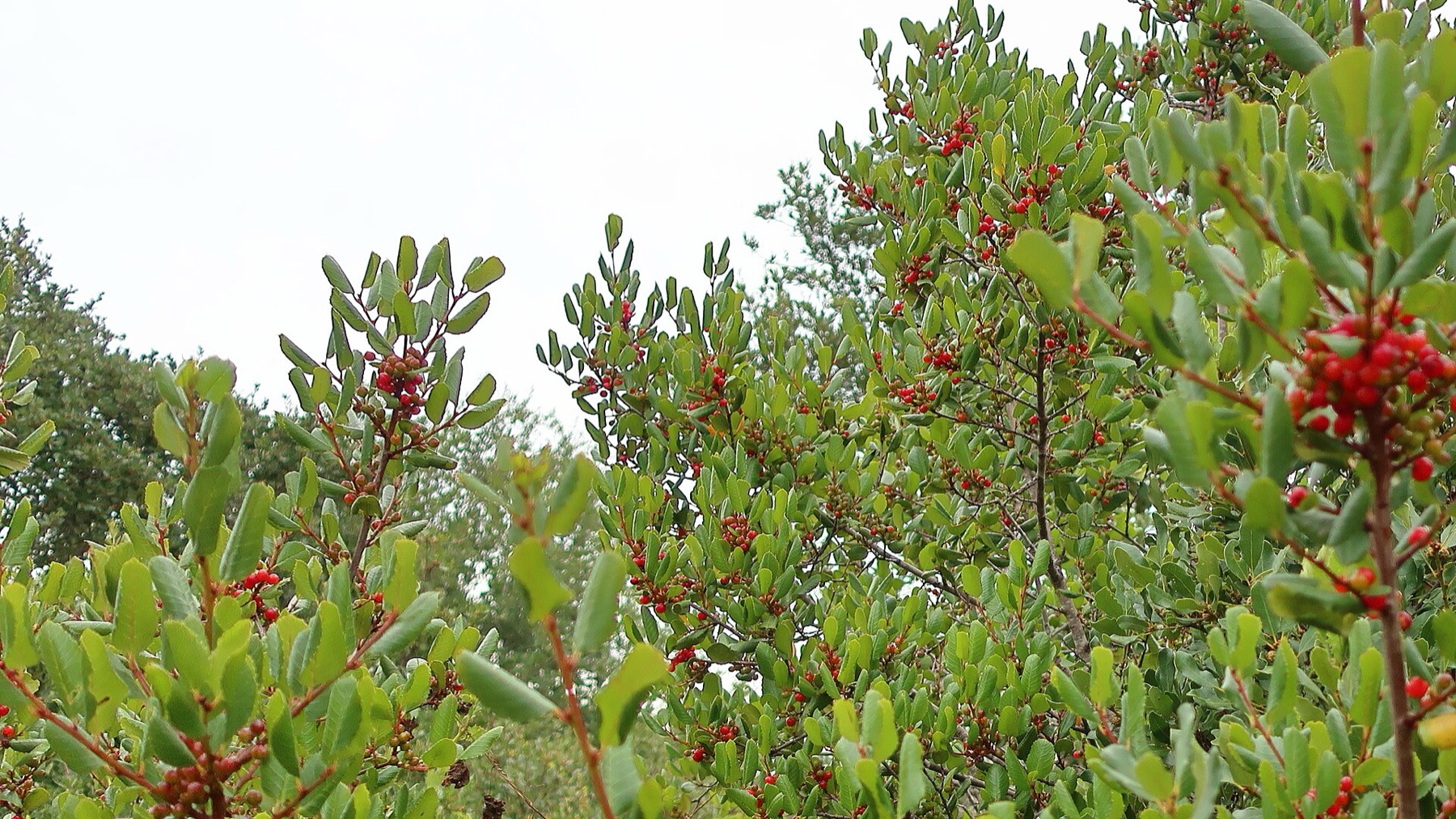 Hollyleaf Redberry — photo 13