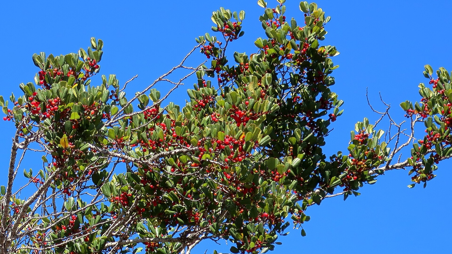 Hollyleaf Redberry — photo 14