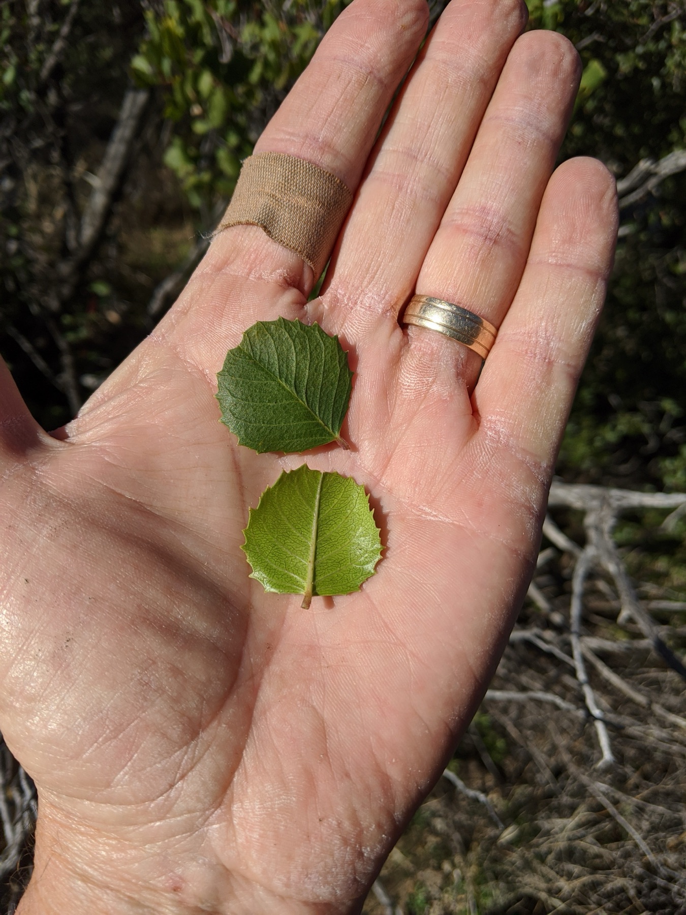Hollyleaf Redberry — photo 15