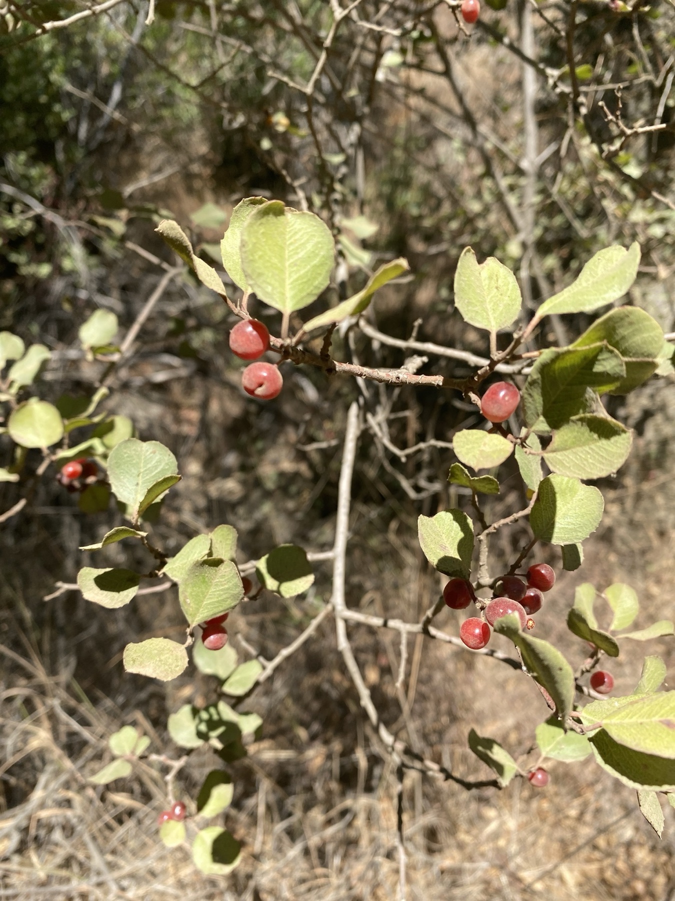 Hollyleaf Redberry — photo 16