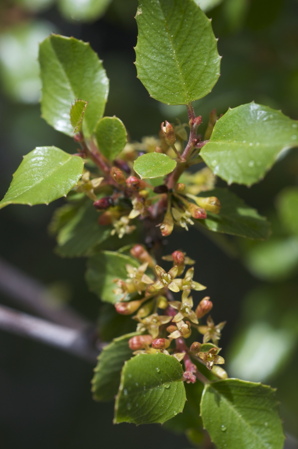 Hollyleaf Redberry — photo 17