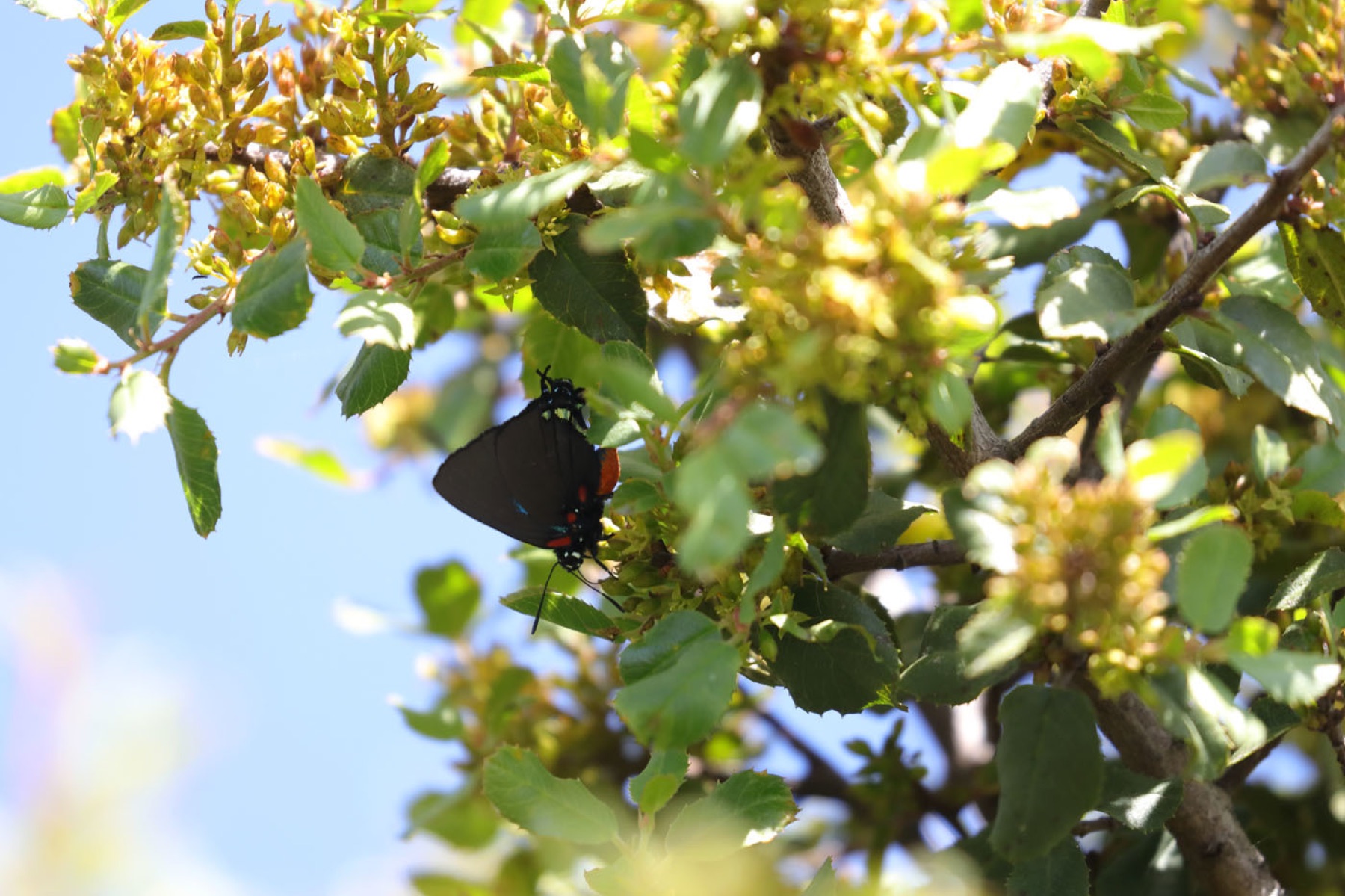 Hollyleaf Redberry — photo 18