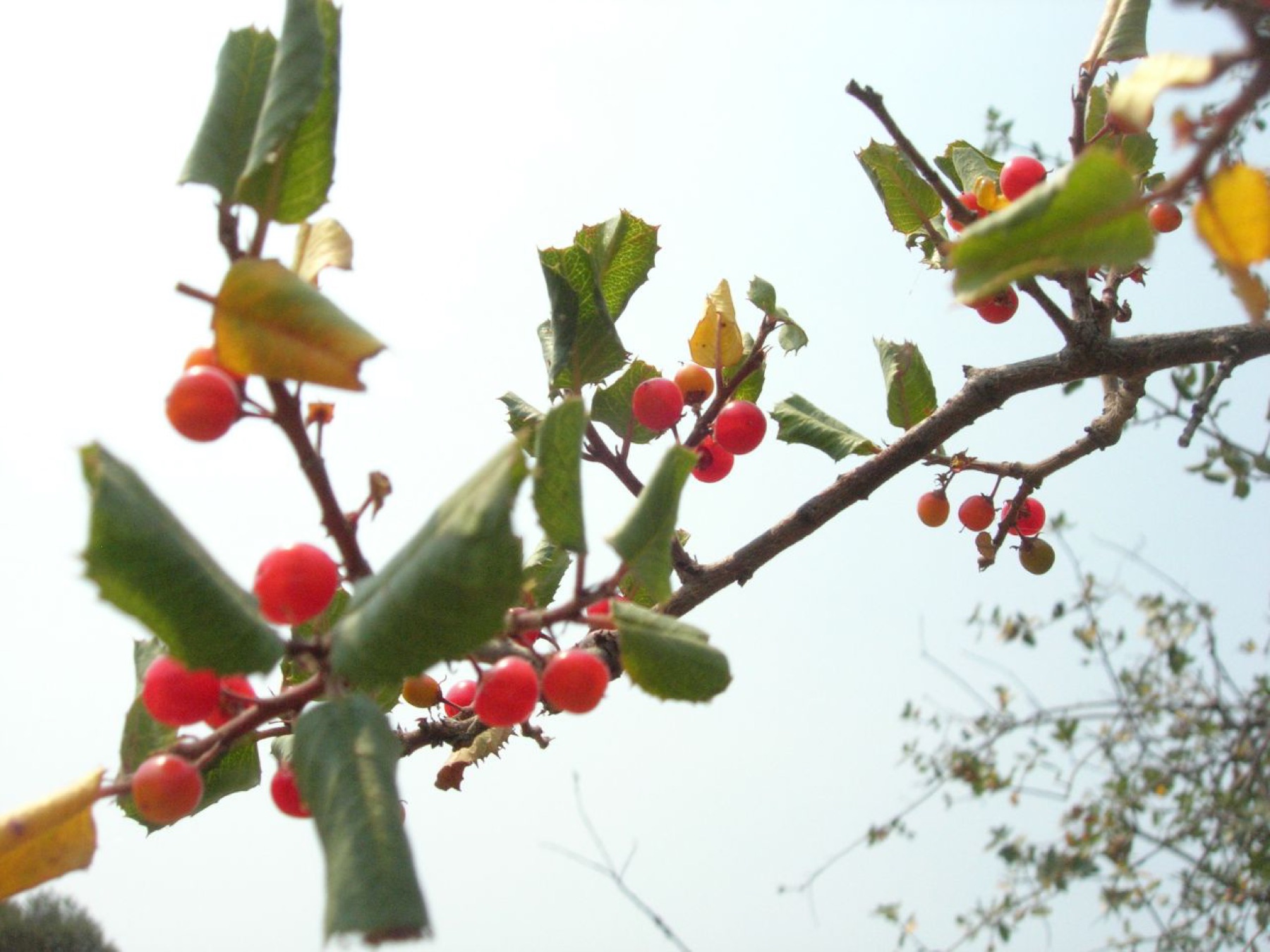 Hollyleaf Redberry — photo 19