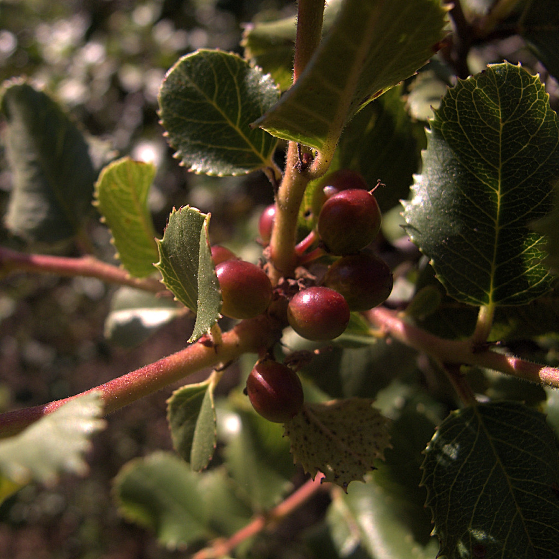 Hollyleaf Redberry — photo 20