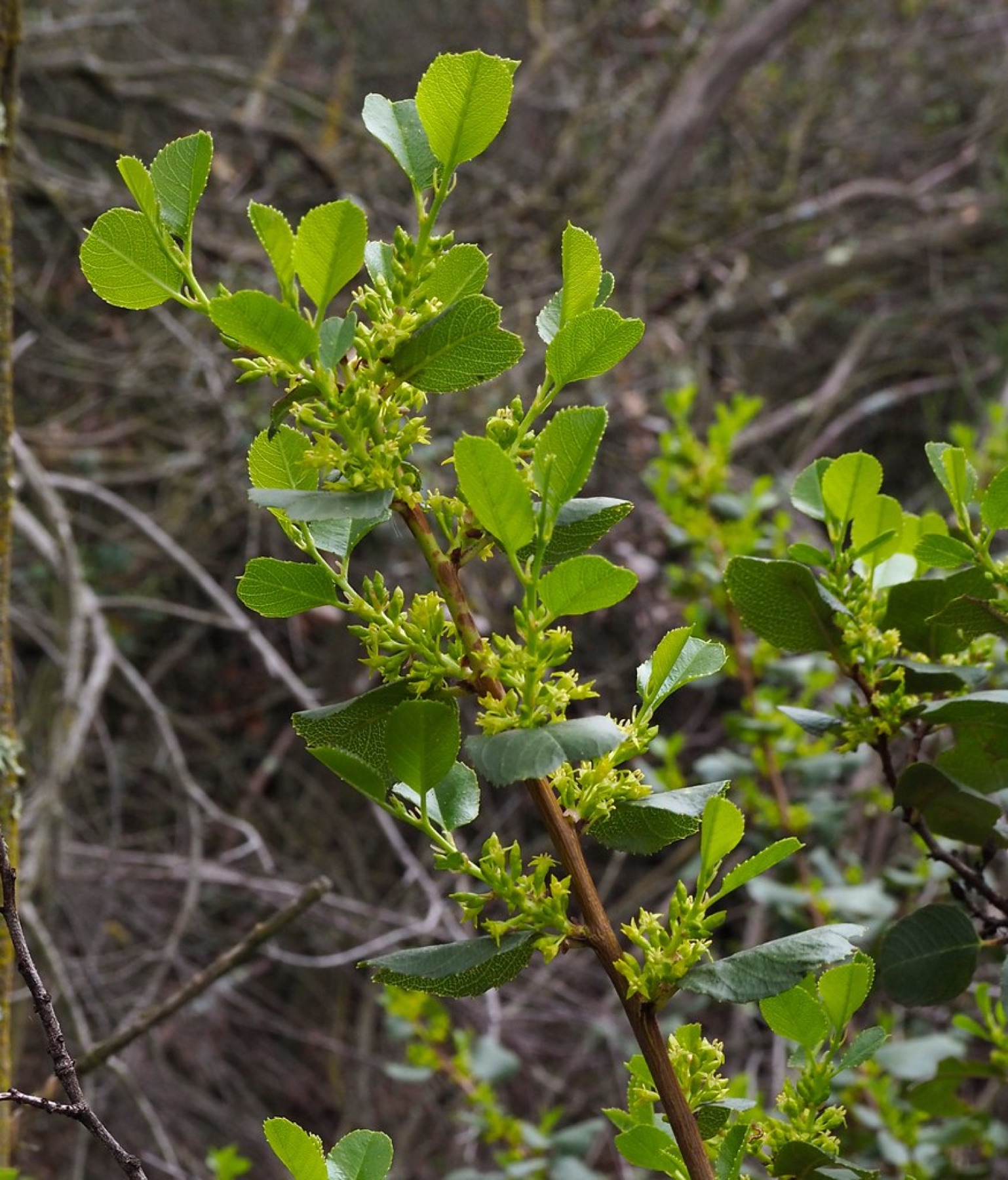 Hollyleaf Redberry — photo 21