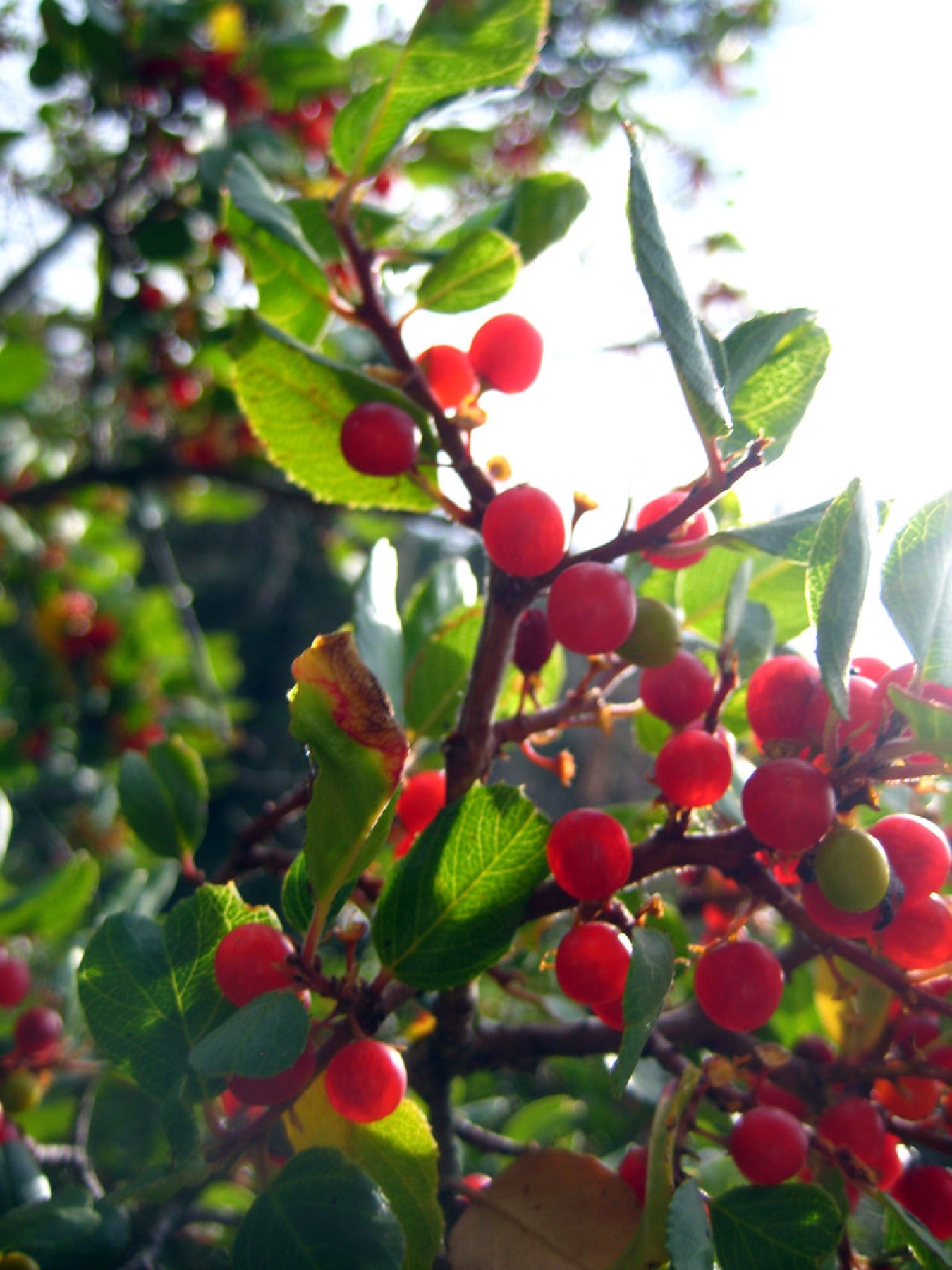 Hollyleaf Redberry — photo 22