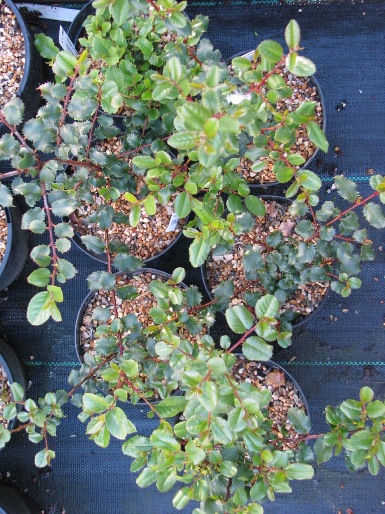 Hollyleaf Redberry — photo 23