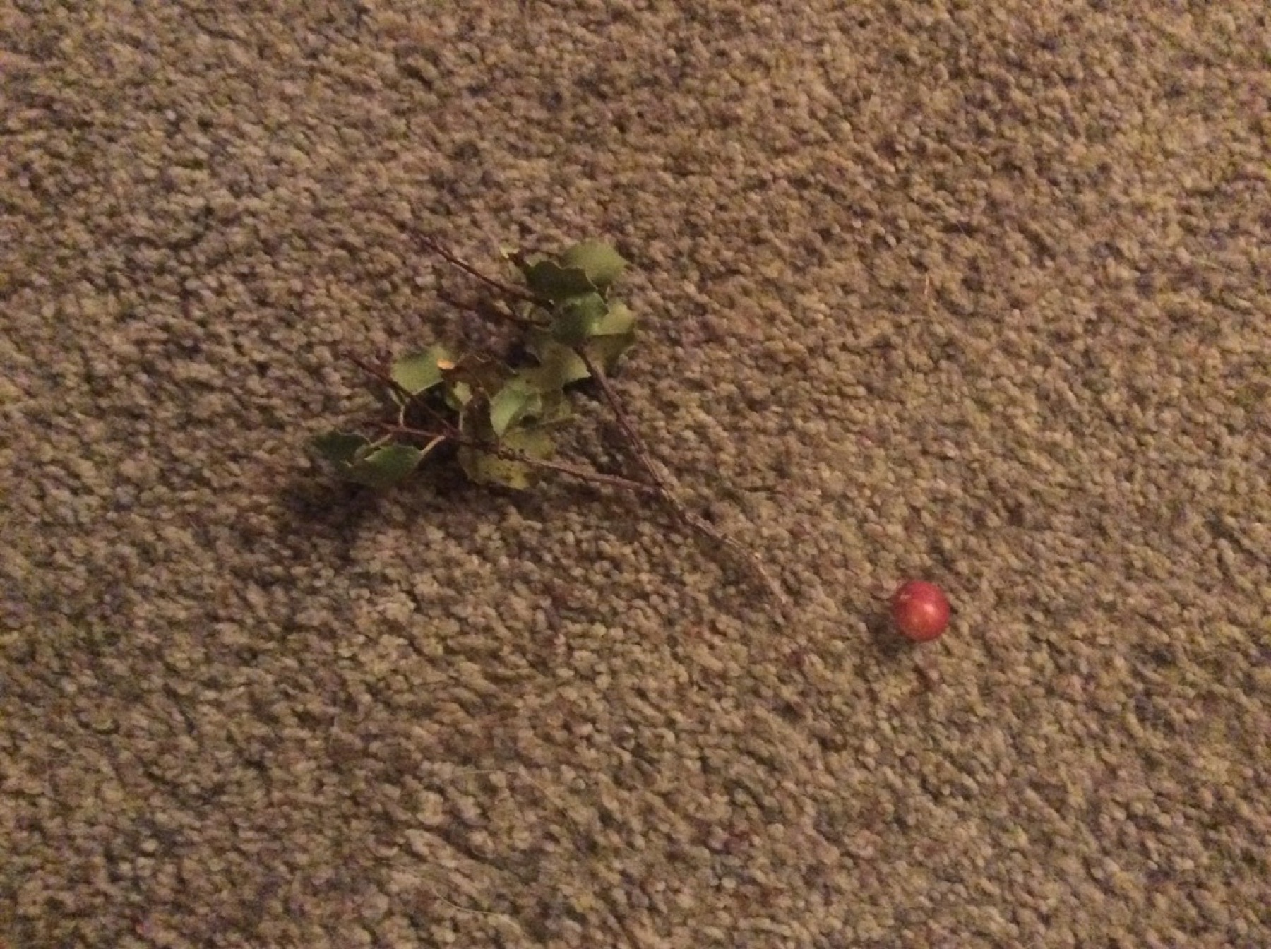 Hollyleaf Redberry — photo 2