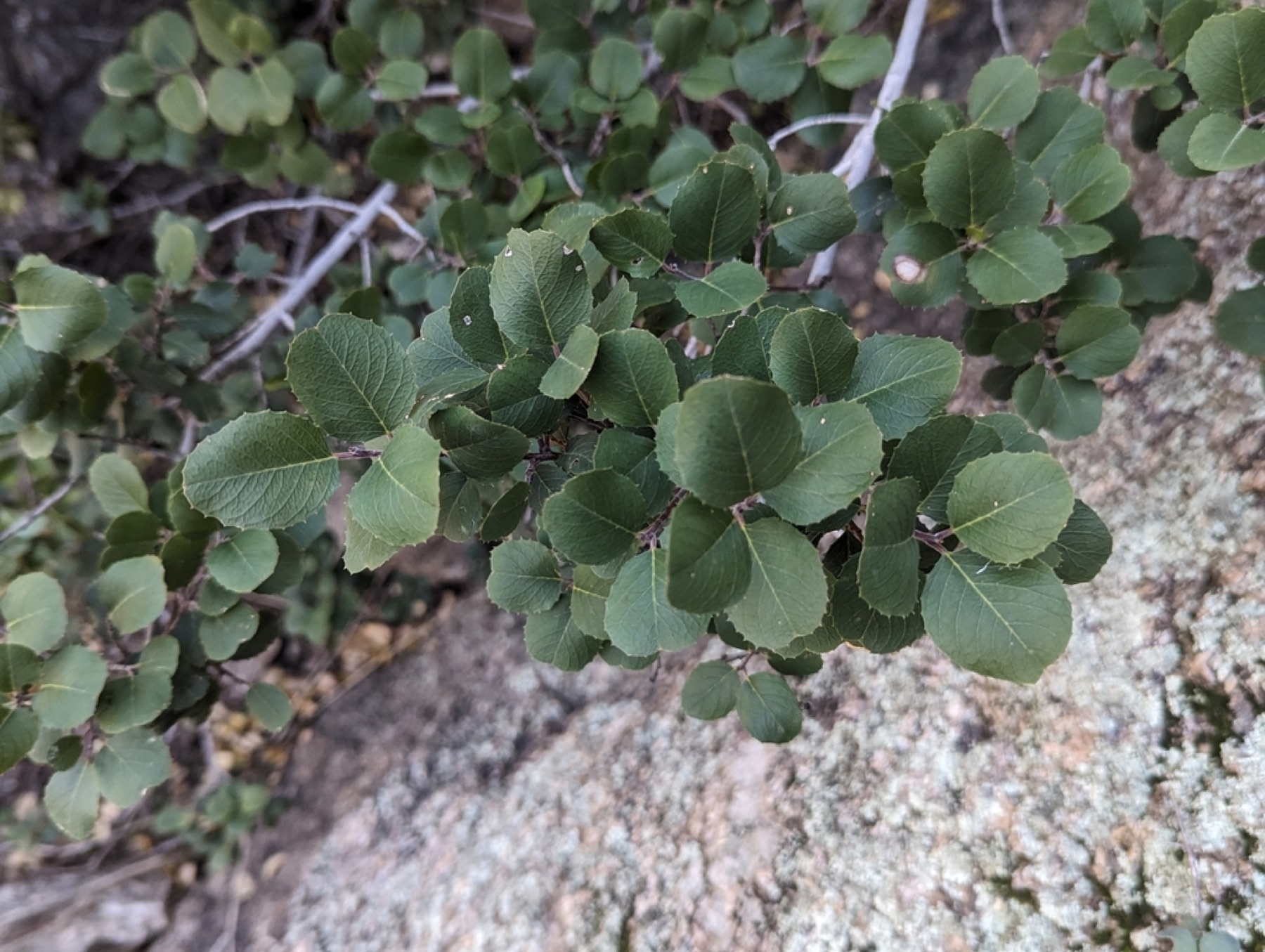 Hollyleaf Redberry — photo 3