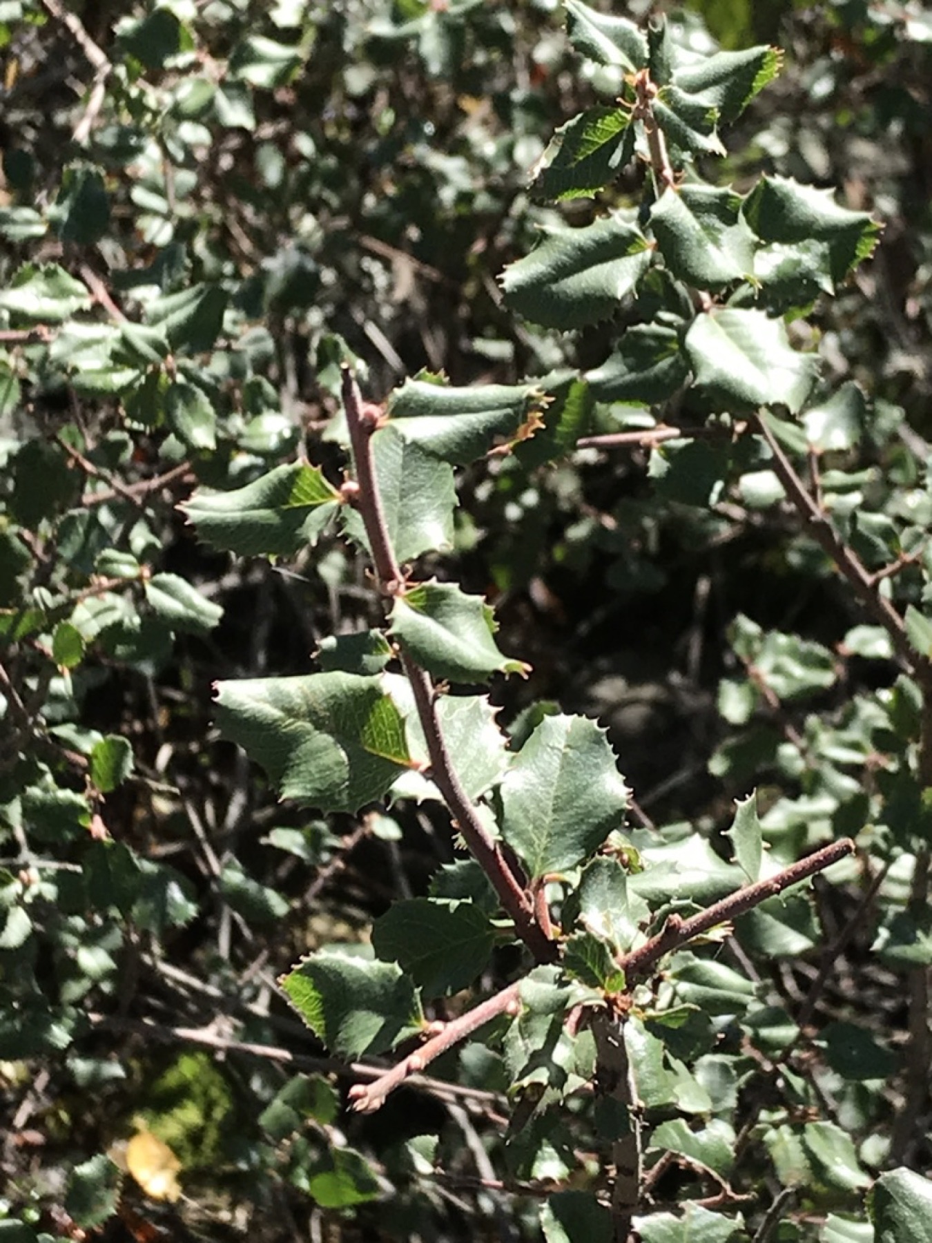 Hollyleaf Redberry — photo 4