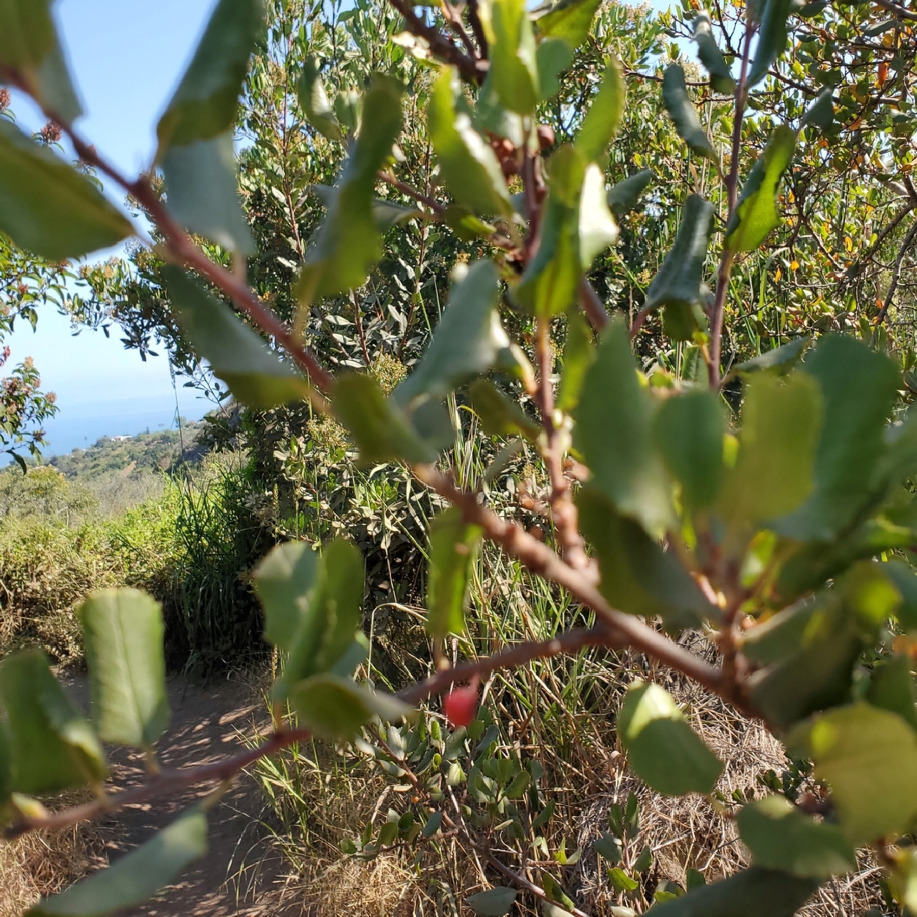 Hollyleaf Redberry — photo 5